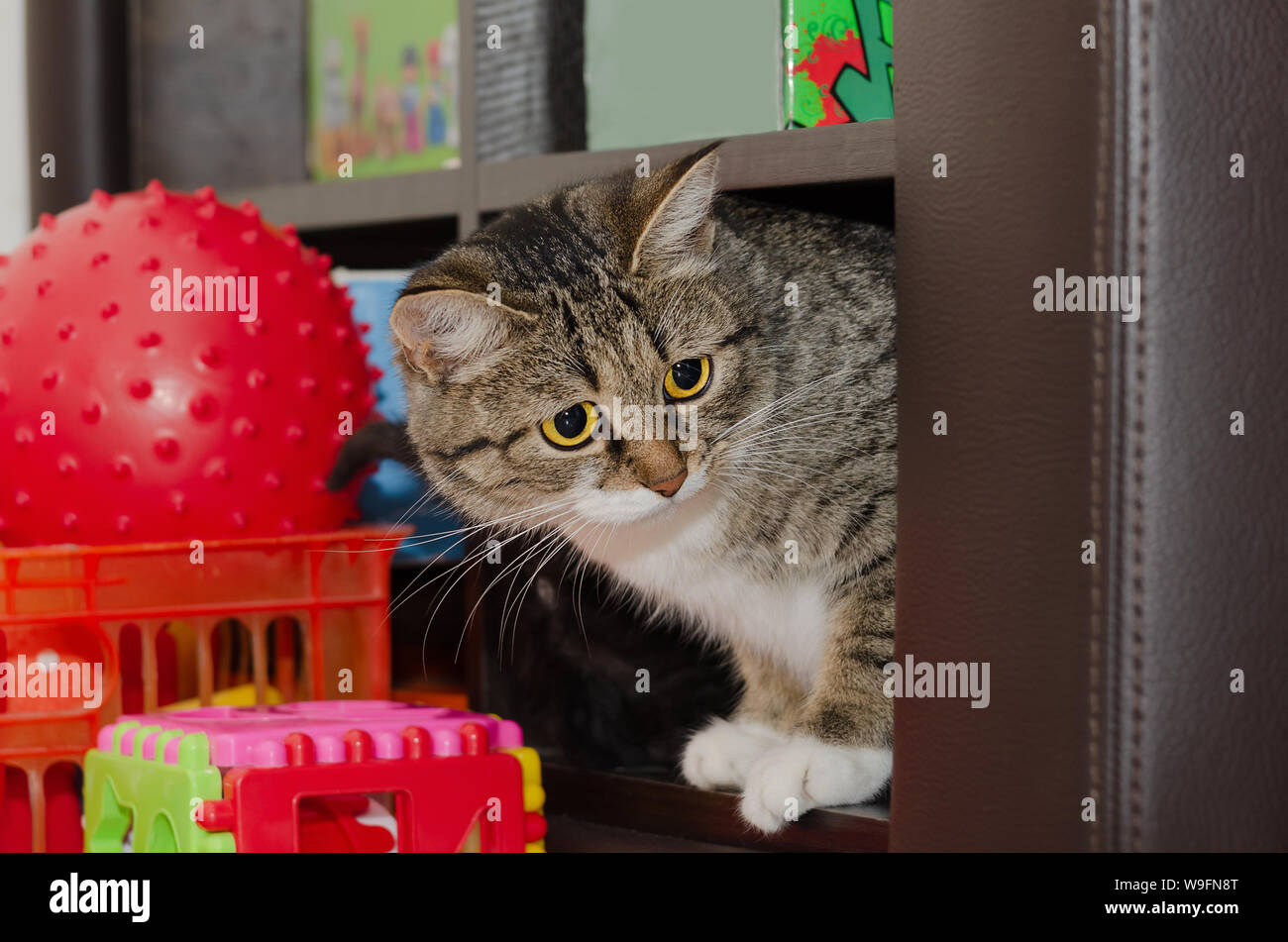 Cat sitting on a shelf with toys. Selective focus Stock Photo