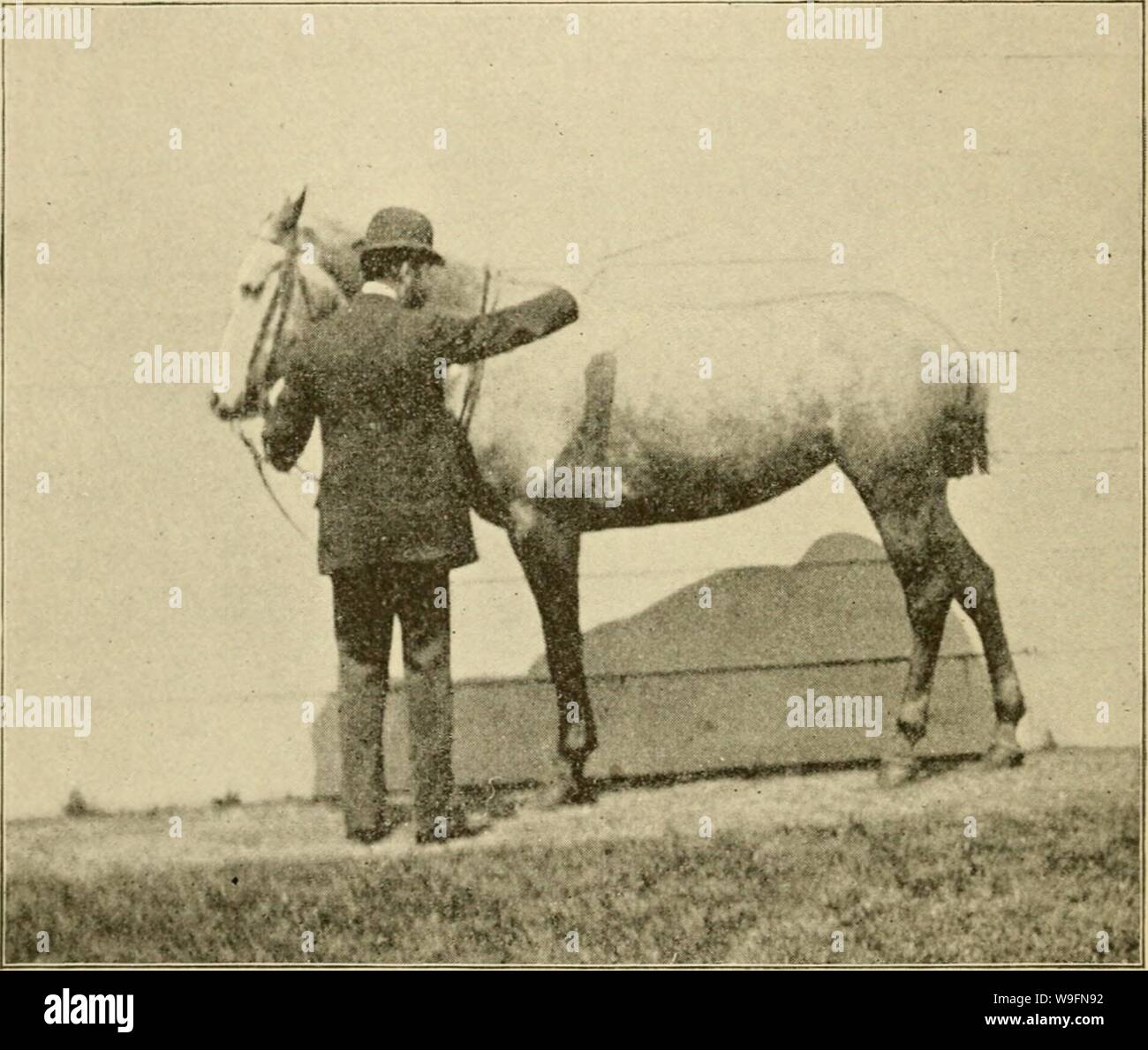 Archive image from page 57 of Curb, snaffle, and spur . Curb, snaffle, and spur : a method of training young horses for the cavalry service, and for general use under the saddle  curbsnafflespu00ande Year: 1894 ( 52 Cii7'b, Snaffle, and Spttr. taps upon the rump, holding the forehand in place. To bring the horse into a natural position, the hind legs should not be permitted to move to the rear, but the trainer should induce the horse    CARRYING THK irilM LM'i-.k iHL iiuui. to advance the fore legs until the horse rests easily. Should the mounted horse be slow in learning this, a few lessons g Stock Photo