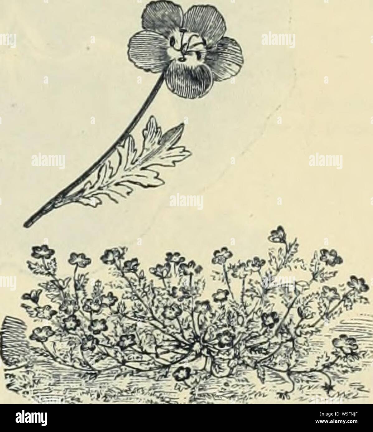 Archive image from page 58 of Currie Bros' horticultural guide . Currie Bros.' horticultural guide : spring 1888  curriebroshortic1888curr Year: 1888 ( NASTURTIUM. These will always be valuable summer flowering plants. They stand any amount of heat and drought. They flower better, however. In a poor, rocky soil, as a rich one has a tendency to make them ' run to leaf ' Hardy annuals. TaU Crimson—10 feet 5 ' Yellow—10 feet 6 NEMOPHILA. Pretty, dwarf-pro ing plants of compact habit, pro- ducing an abundance of beautiful flowers through- out the summer months, llaidy annuals. Discoldalis—Black, Stock Photo