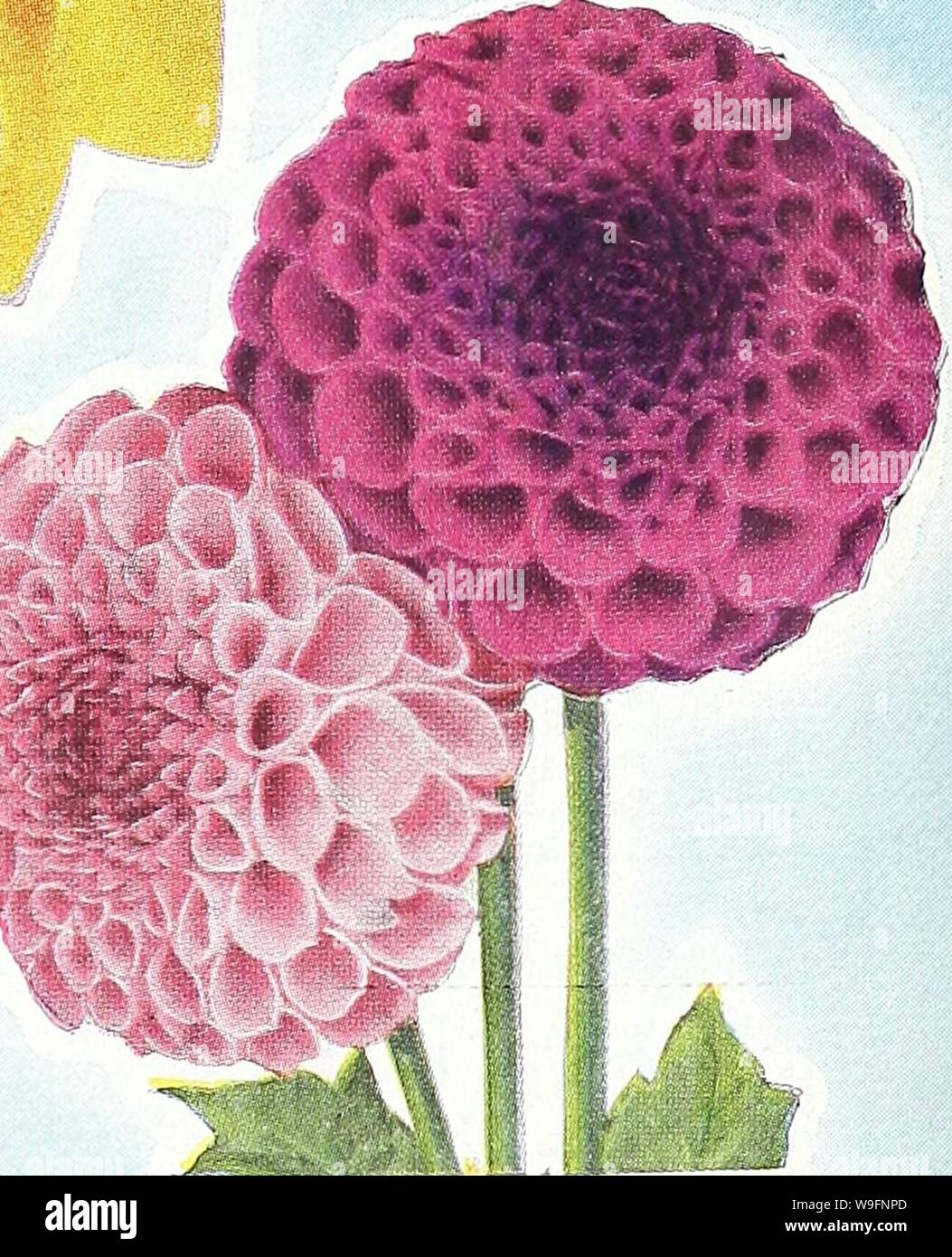 Archive image from page 58 of Currie's garden annual  1939. Currie's garden annual : 1939  curriesgardenann19curr 5 Year: 1939 ( DAHLIAS..nrize winning varieties r /'. &gt;--p .m- M / &gt;5 TUBEROSES One of the most fragrant of all flowers. Tall spikes of double waxy blooms—borne on tall stems. One of the loveliest flowering bulbs. Spear- shaped, gross-like foliage. Annual replacement frequently advisable. AURATUM LILY c--;-. x3l LILIES AURATUM. The gold-banded Lily of Japan. Flowers from 8 to 10 inches in diameter. White, chocolate crim- son spots, with a gold band on each petal. RUBRUM. A ha Stock Photo
