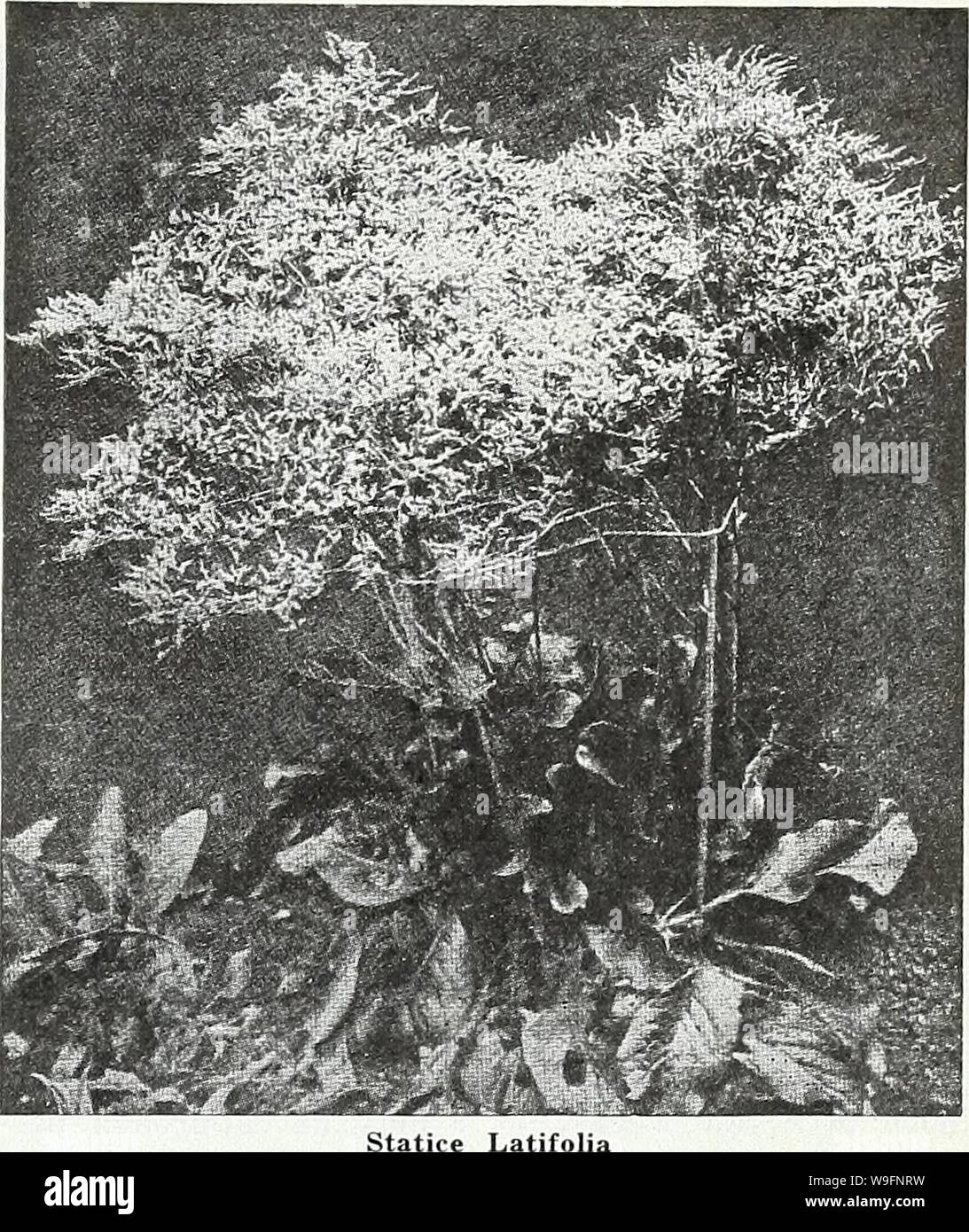Archive image from page 58 of Currie's garden annual  spring,. Currie's garden annual : spring, 1935 60th year  curriesgardenann19curr 1 Year: 1935 ( Latifolia HARDY PERENNIAL SUNFLOWER Varying in color from light pink to deep red. Some form a distinct disc of purple or pink on a yellow ground, while others have pink-tipped petals. Seeds Pkt. 10c VIOLA CORNUTA (Tufted Pansies) (k Popular, hardy, free- B'!-â--, Â«s flowering plants, bear- fiJvT ISiS'kt ''S an abundance of '5ia4i3Â»Â«Â»Â«KÂ». flowers throughout the â 'V&lt;fer/ season. Seed sown in '''MMii April will produce k) blooming plants Stock Photo