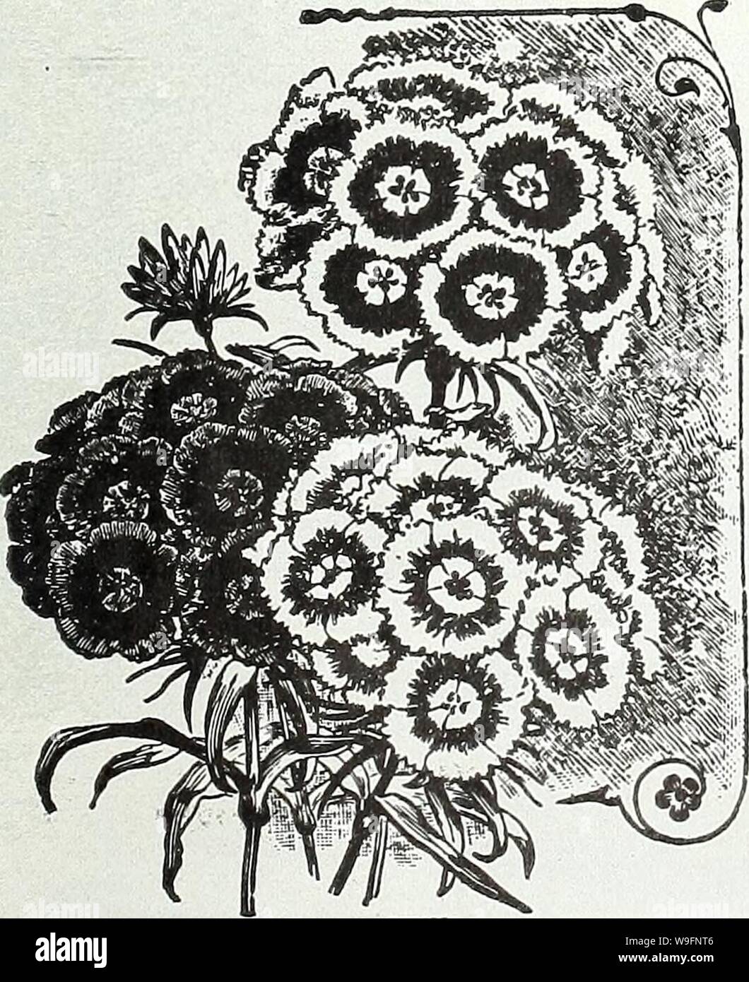 Archive image from page 58 of Currie's garden annual  spring,. Currie's garden annual : spring, 1935 60th year  curriesgardenann19curr 1 Year: 1935 ( CURRIE BROTHERS CO., MILWAUKEE, WIS. Page S5 STATICE (Sea Lavender) LATIFOLIA—A valuable border plant with tufts of leathery leaves and large heads of purplish-blue flow- ers. Plants, price, each, 25c; per doz., $2.50; seeds Pkt. 10c DUMOSA—Forms densely packed cushions of silvery gray flowers. The stems are stiff and wiry, the panicles are thickly covered with blossoms. 2 ft. Seeds, Pkt. 25c STOKESIA (Cornflower or Stokes' Aster) Plants grow abo Stock Photo