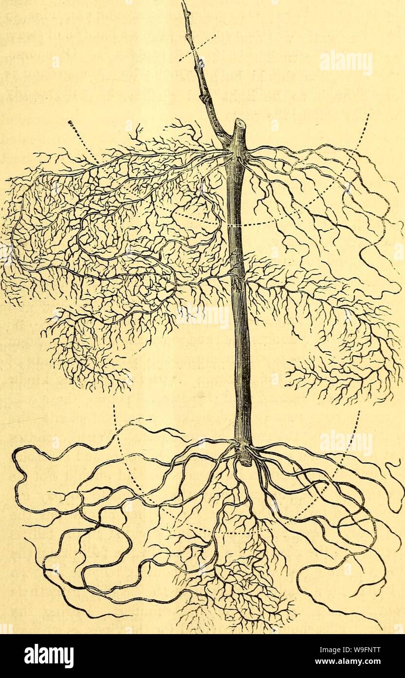 Archive image from page 58 of The cultivation of the native Stock Photo