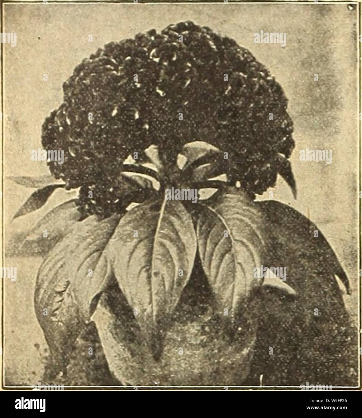 Archive image from page 59 of Currie's farm and garden annual. Currie's farm and garden annual : spring 1918 43rd year  curriesfarmgarde19curr 1 Year: 1918 ( 54 CURRIE'BROTHERS COMPANY, MILWAUKEE, WIS. CELOSIA OR COCKSCOMB Interesting and brilliant annuals o{ tropical origin. The feathered varieties bear profusely handsome spikes of feather-like blossoms, while the Cristata sorts are finely cut so as to resemble a cockscomb. H. H. A. Pkt. Glasgow Prize—A beautiful variety with very large crimson combs 10 Cristata Aurea—Dwarf yellow 5 Cristata Coccinea—Dwarf crimson 6 Cristata Rosea—Dwarf rose Stock Photo