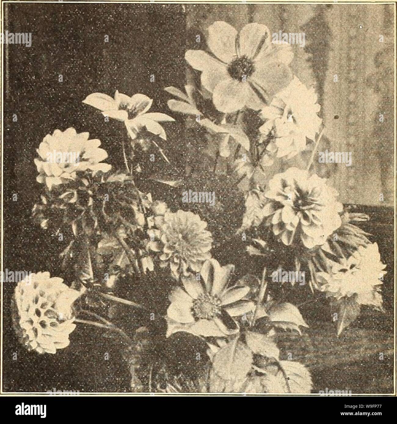 Archive image from page 60 of Currie's farm and garden annual. Currie's farm and garden annual : spring 1927 52nd year  curriesfarmgarde19curr 10 Year: 1927 ( LIST OF CHOICE FLOWER SEEDS FOR 1927. 55 DAHLIA Bloom from Seed the First Season. For fine massing effects sow Dahlia Seed inside in March or April, transplanting to small pots and planting out when safe, setting a foot apart. Save roots of the most promising sorts. Dahlia. Coltness Hybrids—This splendid new clpss of single Dahlias, originated from the popular Dahlia, Coltness Gem. The plants are of neat compact habit, averaging about 18 Stock Photo