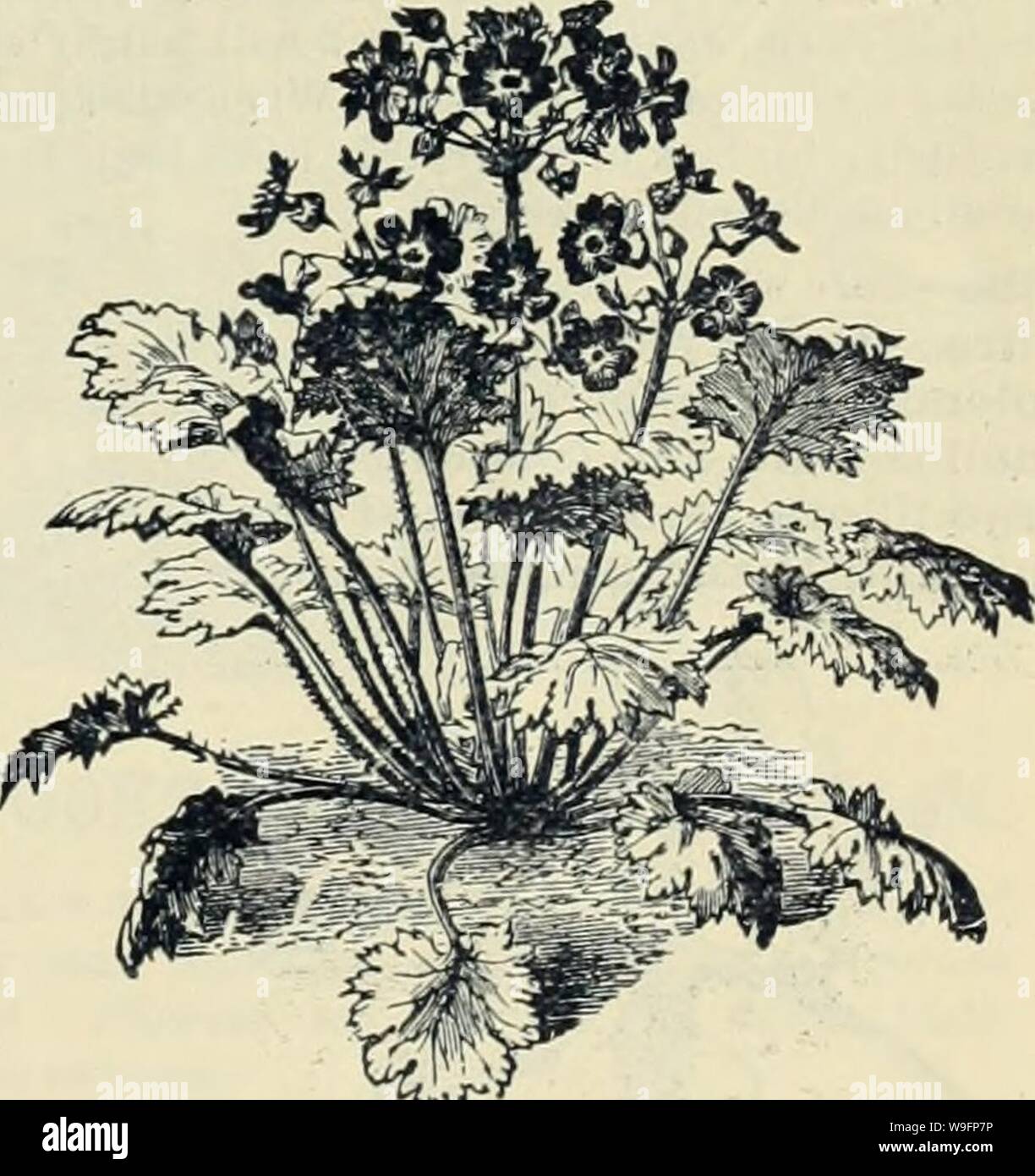 Archive image from page 60 of Currie Bros' horticultural guide . Currie Bros.' horticultural guide : spring 1888  curriebroshortic1888curr Year: 1888 ( PHLOX DRUMMONDII. One of the showiest annuals, valuable for the pro- fusion and duration of its flowers. Hardy annuals. Alba—Pure white 5 (Jardinal—Brilliant scarlet 5 Cuspldata Purple—(For description see Novel- ties) 25 Cuspidata Violet Blue—(For description see Novelties 1 35 General Grant—Rich bright purple 5 Isabellina—Yellow 5 Leopoldii—Splendid deep pink, with white eye... 5 Marmorata.—Violet, marbled white 5 PRIMULA-Chinese Primrose. Of Stock Photo