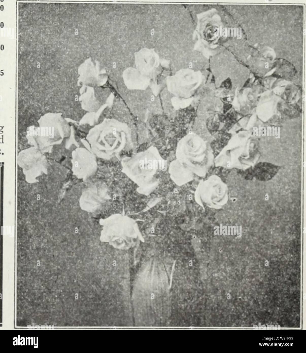 Archive image from page 60 of Currie's farm and garden annual. Currie's farm and garden annual : spring 1930  curriesfarmgarde19curr Year: 1930 ( Giant Flowering Zinnia. WALLFLOWER (GOLDLACK) Popular half-hardy perennials, greatly esteemed for their delightfully fragrant flowers. Pkt. Belvoir Castle--Single yellow $0.10 Blood Red—Single, deep red 10 Single, Finest Mixed 10 Double, Finest Mixed 10 Early Parisian—A new annual flowering variety, with beautiful single flowers, deliciously fragrant; mixed colors 10 (Siberian Wallflower) See Cheiranthus, page 7 $0.10 ZEA JAPONICA Dwarf ornamental Co Stock Photo
