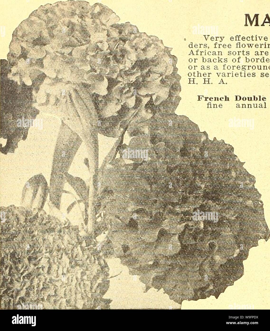 Archive image from page 61 of Currie's farm and garden annual. Currie's farm and garden annual : spring 1925 50th year  curriesfarmgarde19curr 8 Year: 1925 ( 56 CURRIE BROTHERS COMPANY, MILWAUKEE, WIS.    MARIGOLD 10 African Marigold. 10 LAVATERA—Mallow. Pkt Arborea Variegata (Tree Mallow)—Red flowers. Strikingly handsome, large mottled foliage. 4 feet. H. B Splendens Mixed (Annual Mallo-w)—Flow- ers large, brilliant, rosy pink and pure glossy white, very fine for cutting. 3 feet. H. A 10 LYCHNIS. A genus of handsome and highly orna- mental plants of easy culture, strikingly ef- fective in mix Stock Photo