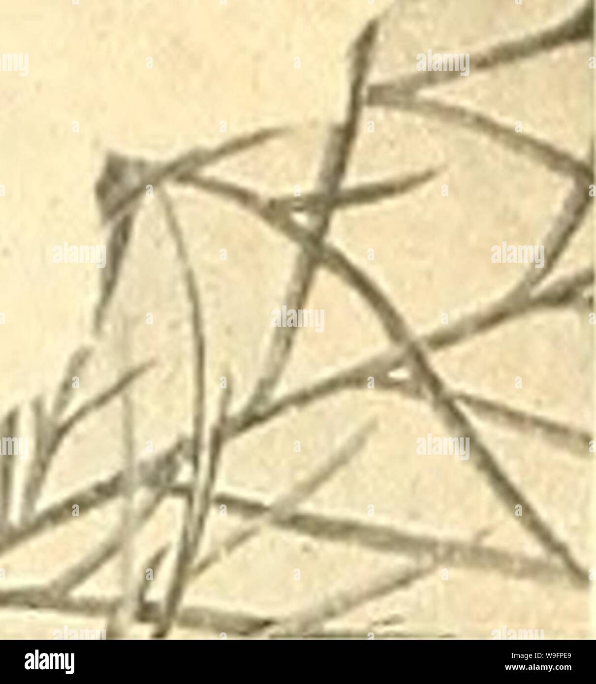 Archive Image From Page 61 Of Currie S Farm Garden Annual