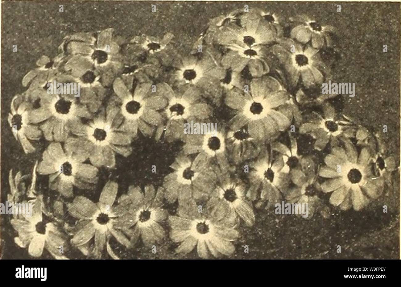 Archive image from page 61 of Currie's farm and garden annual. Currie's farm and garden annual : spring 1921 46th year  curriesfarmgarde19curr 4 Year: 1921 ( AVhite Purls Daisy. The varieties known as C. Hybrida are well known and exceed- ingly brilliant greenhouse plants. C. Maritima or Dusty Miller is cultivated for its silvery foliage, and esteemed as one of the best plants of that kind for ribbon borders. H. H. P. Pkt. Currie's Matchless (Hybrida)—This strain is unexcelled for size of blooms, brilliancy of colors and fine substance. Many of the flowers are 4 inches across, and the variety Stock Photo
