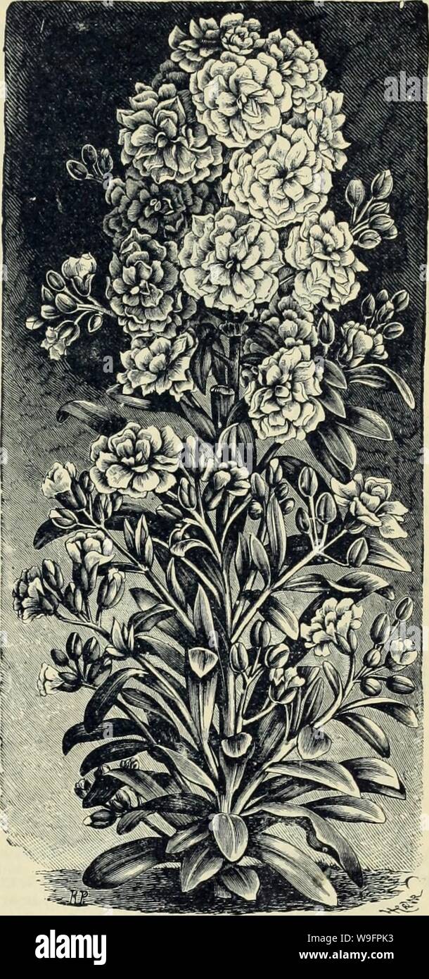 Archive image from page 62 of Currie Bros' horticultural guide . Currie Bros.' horticultural guide : spring 1888  curriebroshortic1888curr Year: 1888 ( SWEET WILLIAM-Dianthus Barbatus. Exceedingly beautiful and showy plants, producing an abundance of rich-colored flowers throughout the season. Hardy perennials. Auricula Flowered—The flowers of this variety are very large and beautiful 5 Fine Mixed 5 Finest Double Mixed 10 STOCKS—Intermediate. Valuable on account of their flowering late in au- tumn ; or as pot plants for early spring blooming, for which purpose the seeds should be sown in July Stock Photo