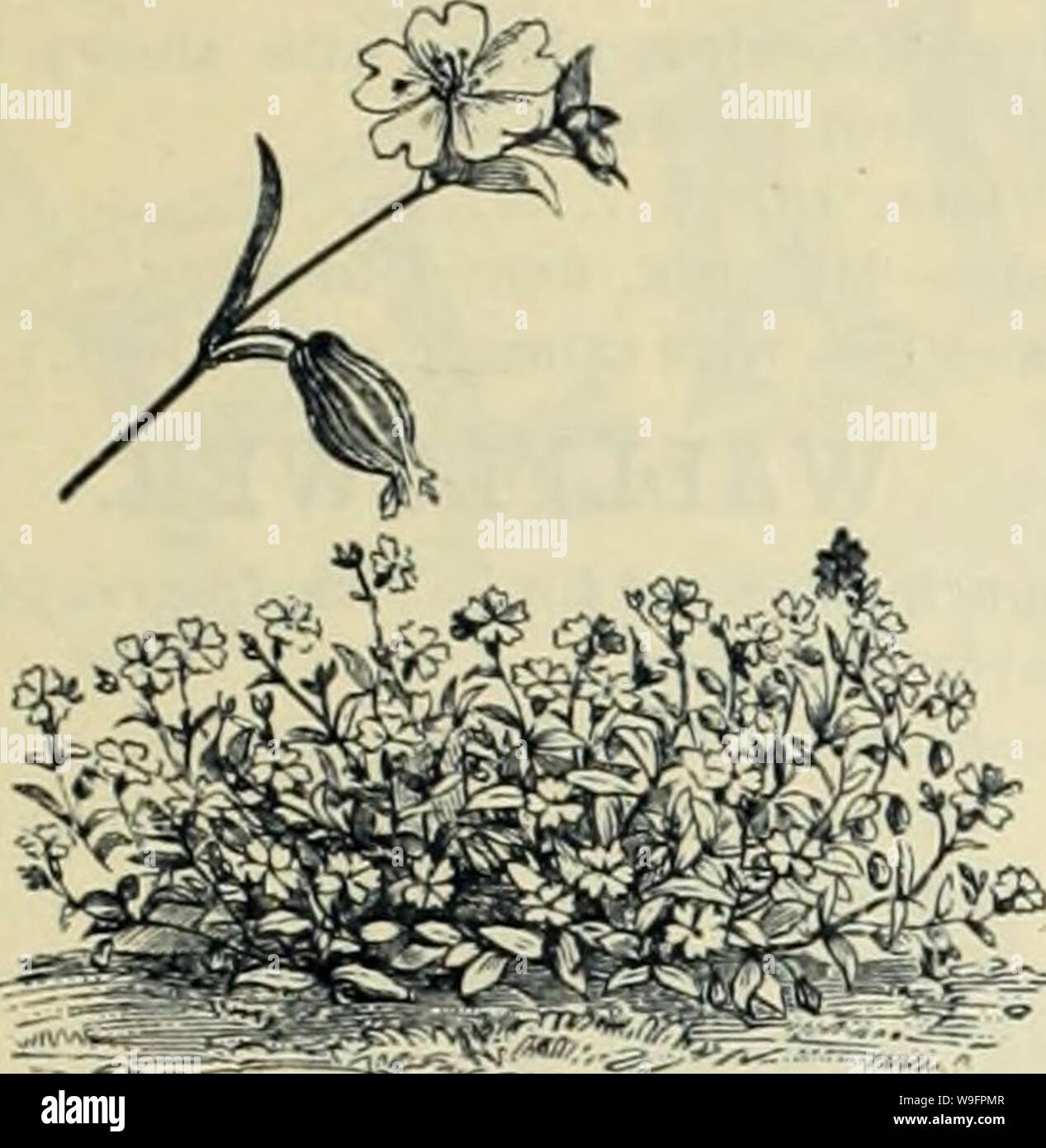 Archive image from page 62 of Currie Bros' horticultural guide . Currie Bros.' horticultural guide : spring 1888  curriebroshortic1888curr Year: 1888 ( 69    SILENE, OR CATCHFLY. Beautiful, free-flowering plants, very attractive for rock work, etc. Pendula Compacta—Mixed, all colore Scarlet, strlpad with White—Per lb., $1.00; per oz., 10 cts 5 Vesuvius- Rose and violet spotted 10 Violet Queen—A charming variety, rang- ing from deep manve to light violet; per lb., $1.60; per oz., 15 cts 5 White—Per lb , SI.00; peroz., 10 cts 5 Mixed—All colors; per lb., 75 cts.; per oz., 10 cts 5 The two follow Stock Photo