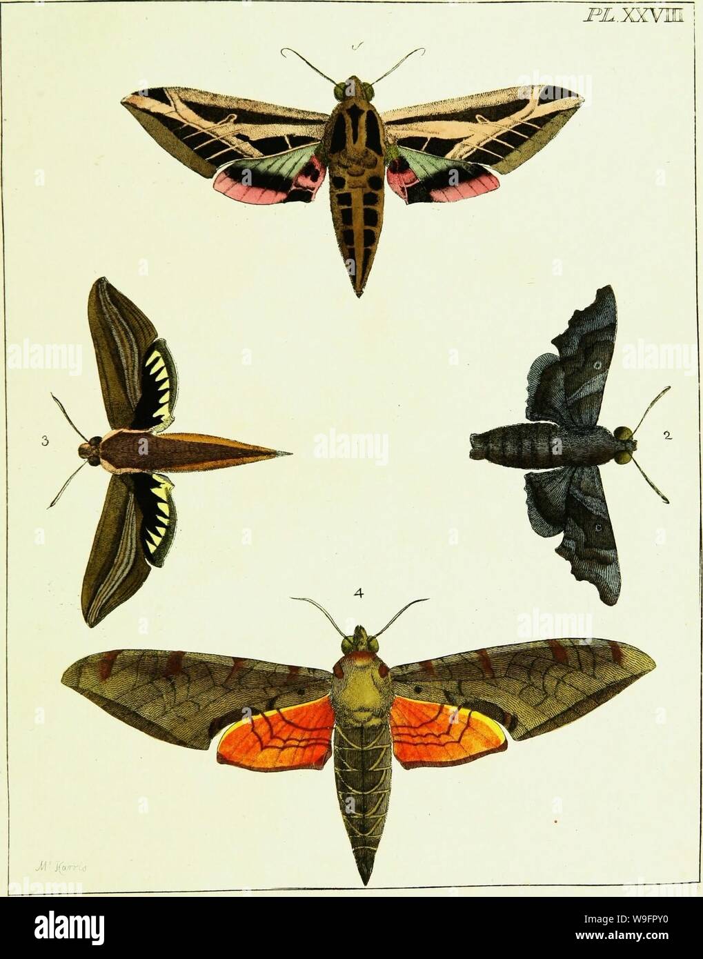 Archive image from page 62 of Illustrations of natural history Wherein ...