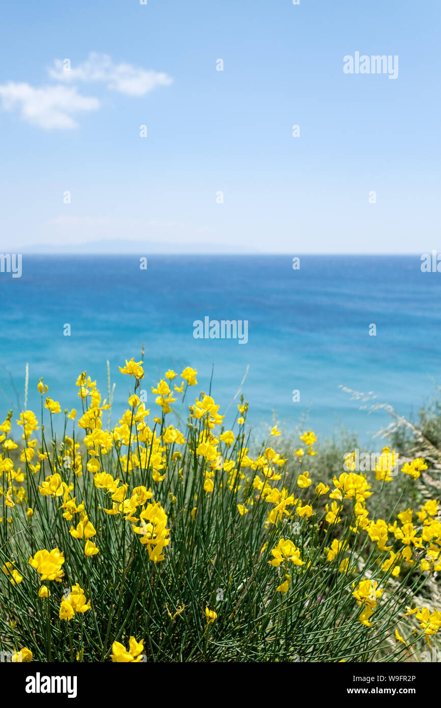 Looking past the yellow flowers of Spanish broom towards the Ionian Sea and Zakynthos in the distance from the island of Kefalonia in Greece. Stock Photo