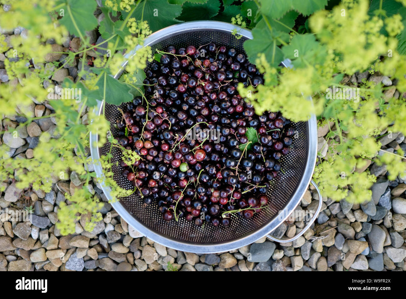 Looking down at a colander of freshly harvested black currants set among ladies mantle flowers. Stock Photo
