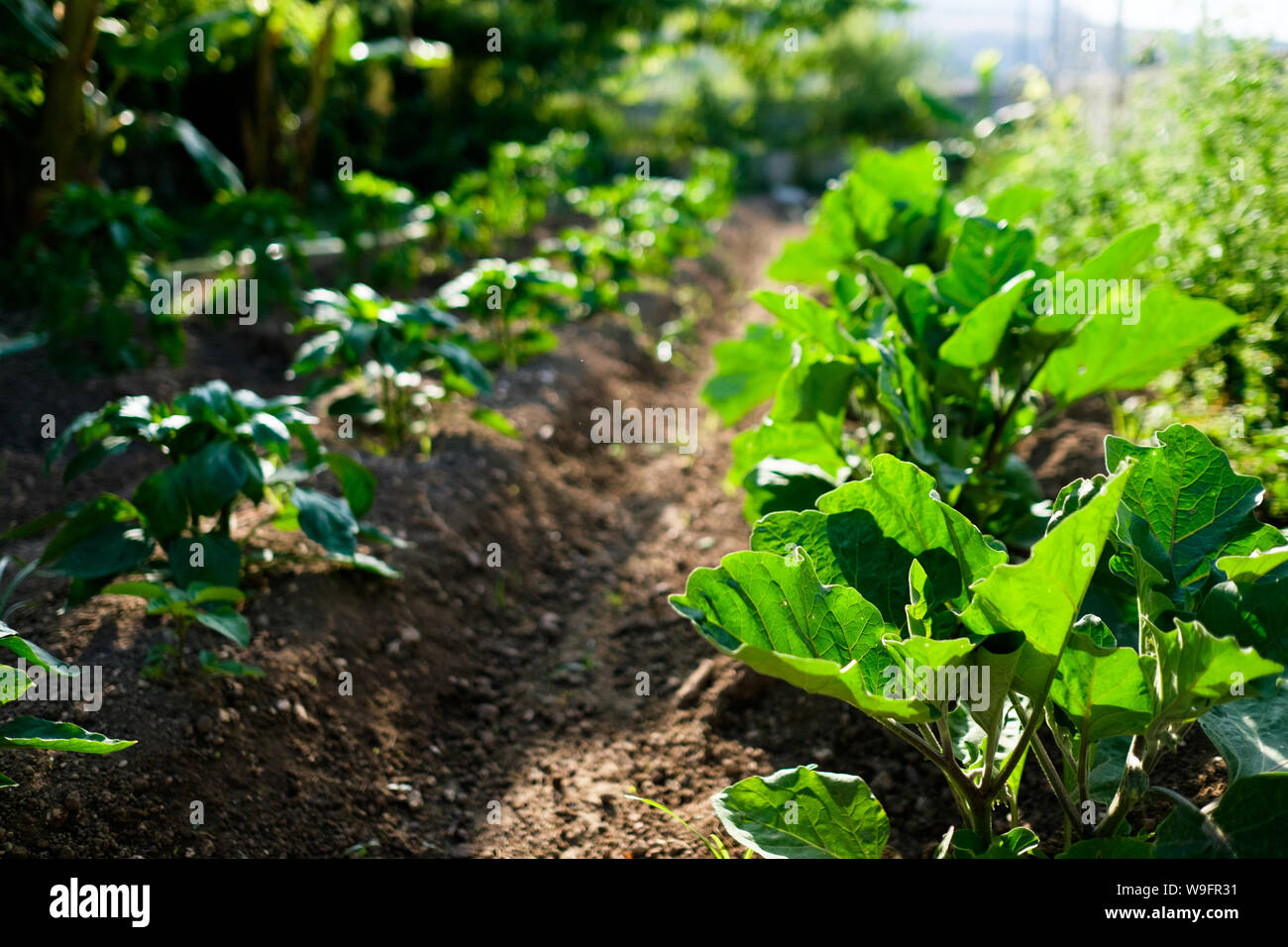 Eggplant (Aubergine) and potato plants growing in a vegetable garden in Kefalonia, Greece. Stock Photo
