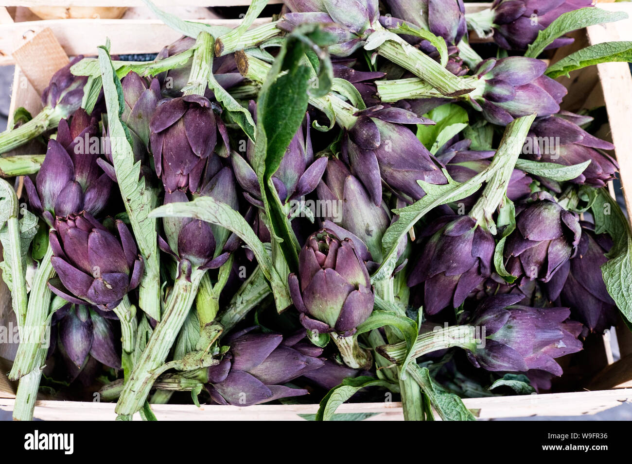 Purple artichokes for sale at a farmer's market in Florence, Italy. Stock Photo