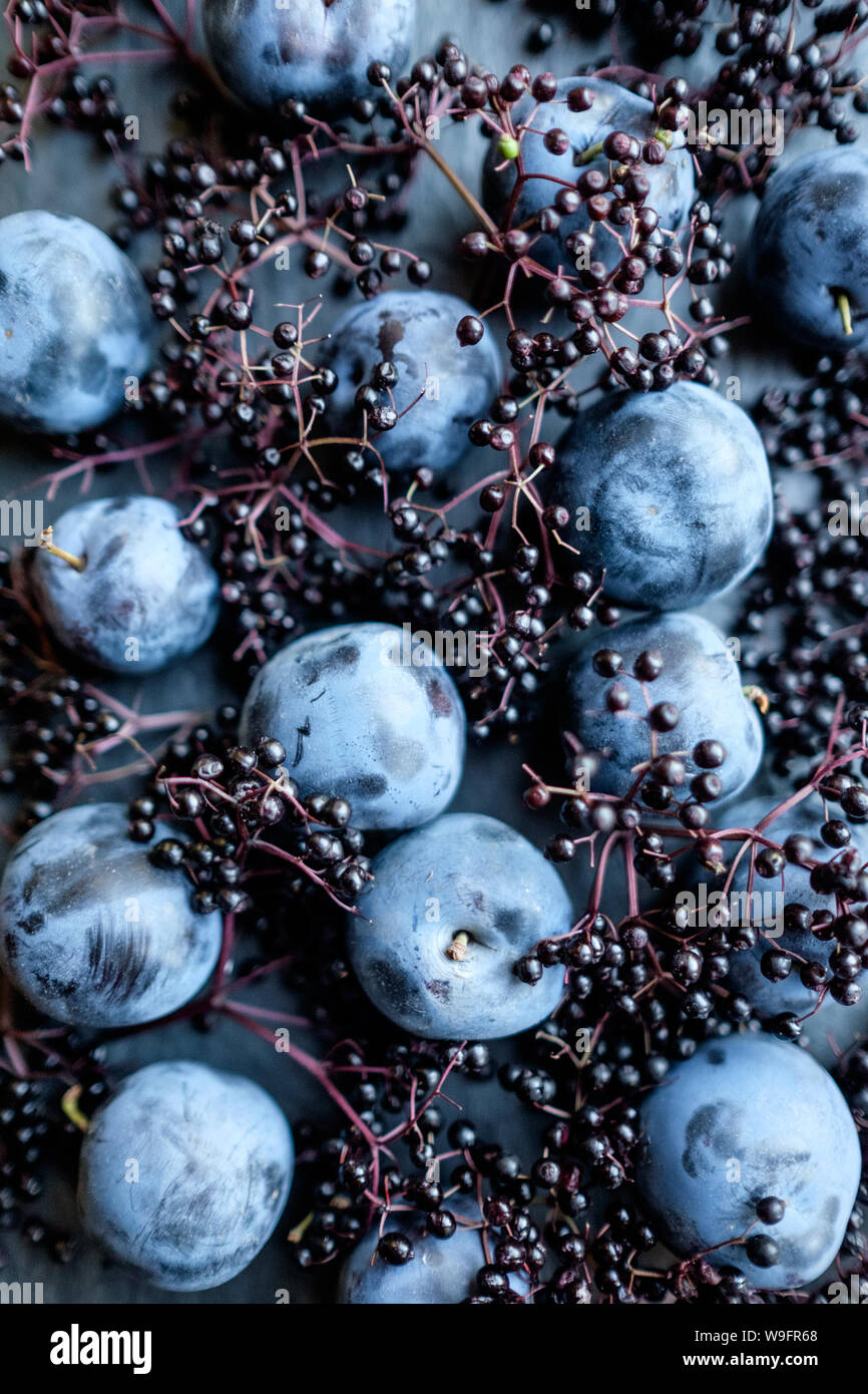 A still life of valor plums, a European variety, and elderberries from City Market in Burlington, Vermont. Stock Photo