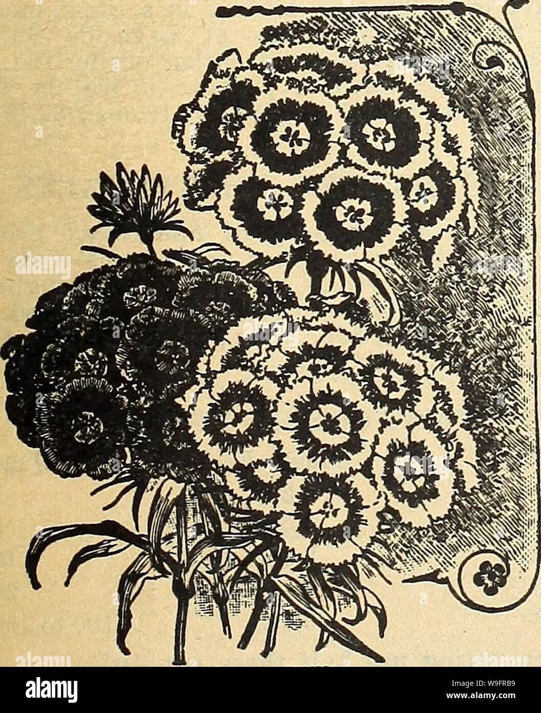 Archive image from page 64 of Currie's garden annual  63rd. Currie's garden annual : 63rd year spring 1938  curriesgardenann19curr 4 Year: 1938 ( CURRIE BROTHERS CO., MILWAUKEE, WIS. Page 61 STATICE (Sea Lavender) LATIFOLIA—A valuable border plant with tufts of leathery leaves and large heads of purplish-blue flow- ers. Plants, price, each, 25c; per doz., $2.50; seeds Pkt. 10c DUMOSA—Forms densely packed cushions of silvery gray flowers. The stems are stiff and wiry, the panicles are thickly covered with blossoms. 2 ft. Seeds, Pkt. 25c STOKESIA (Cornflower or Stokes' Aster) Plants grow about 1 Stock Photo