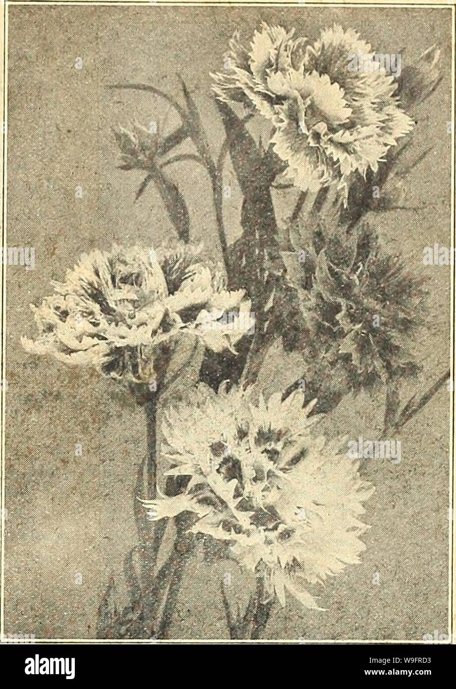 Archive image from page 64 of Currie's farm and garden annual. Currie's farm and garden annual : spring 1921 46th year  curriesfarmgarde19curr 4 Year: 1921 ( DIanthus (Annual Pinks). HARDY PERENNIAL PINKS Pkt. Dwarf Erfurt Double Hardy Pink. (Plumarius nanus, fl. pi.)—A very early, dwarf, compact class. The flowers possess a delightful spicy or clove fragrance, and are of all colors 10 Sweet Scented Diadem Pink (Plumarius Diadematus)—Has the beautiful markings of the Diadem Pinks combined with a sweet, spicy fragrance; flowers single.  oz. 40c 10 Perpetual Cyclop Pink (Plumarius Semperflorens) Stock Photo