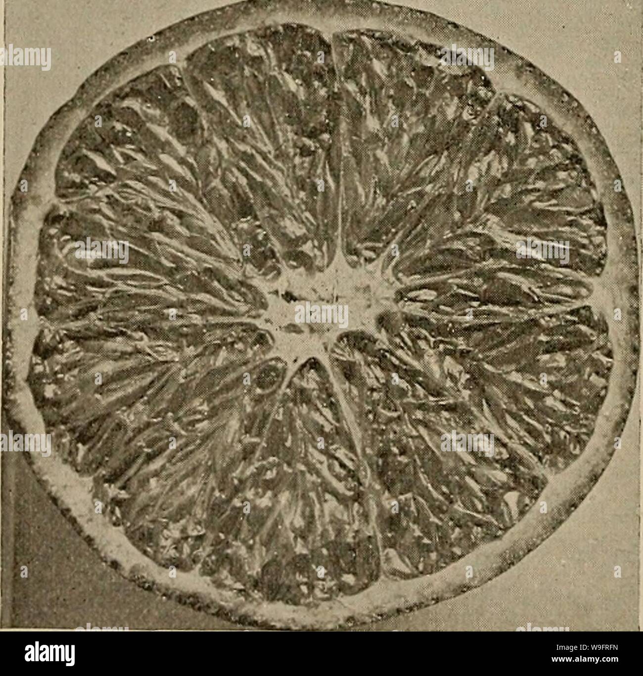 Archive image from page 65 of Culture of the citrus in. Culture of the citrus in California  cultureofcitrusi00cali Year: 1900 ( Thompson's ]iriYiroe'l Xavel—reduced. fornia pair may not command the admiration that do the his- torical ones cited, they should merit the fostering care of a grateful people, for they revolutionized the orange industry in its infancy through- out California, and made possible great profits in the devel- opment of an orange which is unsurpass- ed in the world. To-day, these trees, whose progeny has amassed millions, stand apart from their fellows, re- ceiving meage Stock Photo