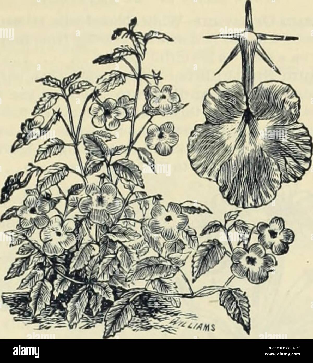 Archive image from page 66 of Currie Bros' horticultural guide . Currie Bros.' horticultural guide : spring 1888  curriebroshortic1888curr Year: 1888 ( ACHIMENES. Cristata—A charming plant for summer bloom- ing in the conservatory or house; flowers pendu- lous, of a rich shade of blue; each 15 AGAVE AMERICANA. The well known century plant; very ornamental, especially the variegated varieties; each, 125c to 1.00 AGAPANTHUS. This interesting iilant should be in every collection. It requires very little attention, and annually pro- duces an abundance of its pretty, blue, bell shaped blossoms, arr Stock Photo