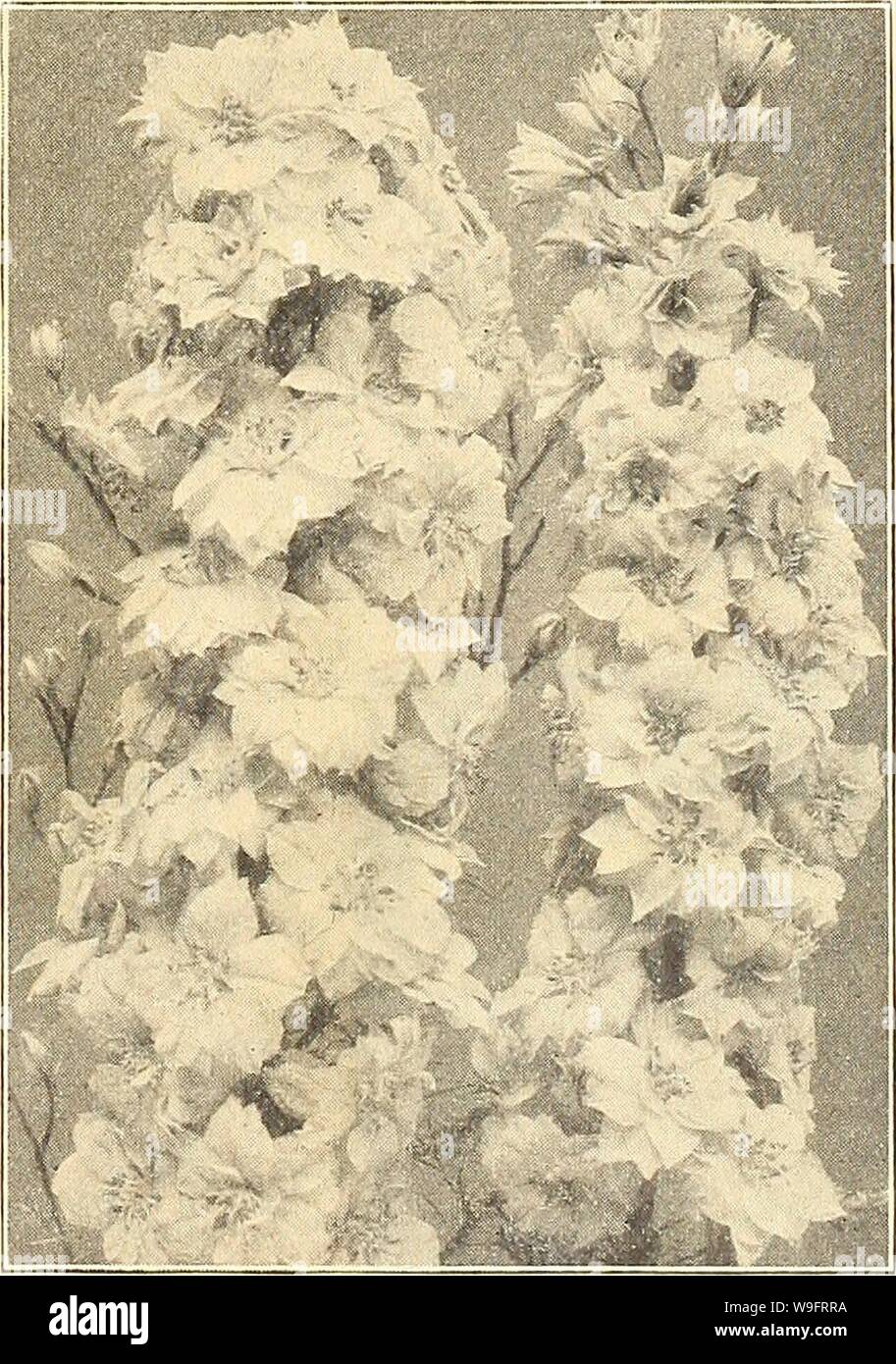 Archive image from page 66 of Currie's farm & garden annual. Currie's farm & garden annual : spring 1922 47th year  curriesfarmgarde19curr 5 Year: 1922 ( Lobelia Tenuior. Perennial Larkspur. LARKSPUR. Annual Varieties. A beautiful and well-known class of hardy annuals, producing long spikes of varied-hued blossoms. Sow in the open ground in April or May. Pkt. Emperor—A profuse bloomer, very double, mixed colors. 1 foot. V4, oz. 25c 5 Stock Flowered—Tall Double White, Dark Blue. Rose and Flesh. Each 5c. Tall Mixed, double. 2 feet; 14 oz. 25c 5 Double Tall Rocket—Fine mixed;  oz. 15e 5 Double Dw Stock Photo