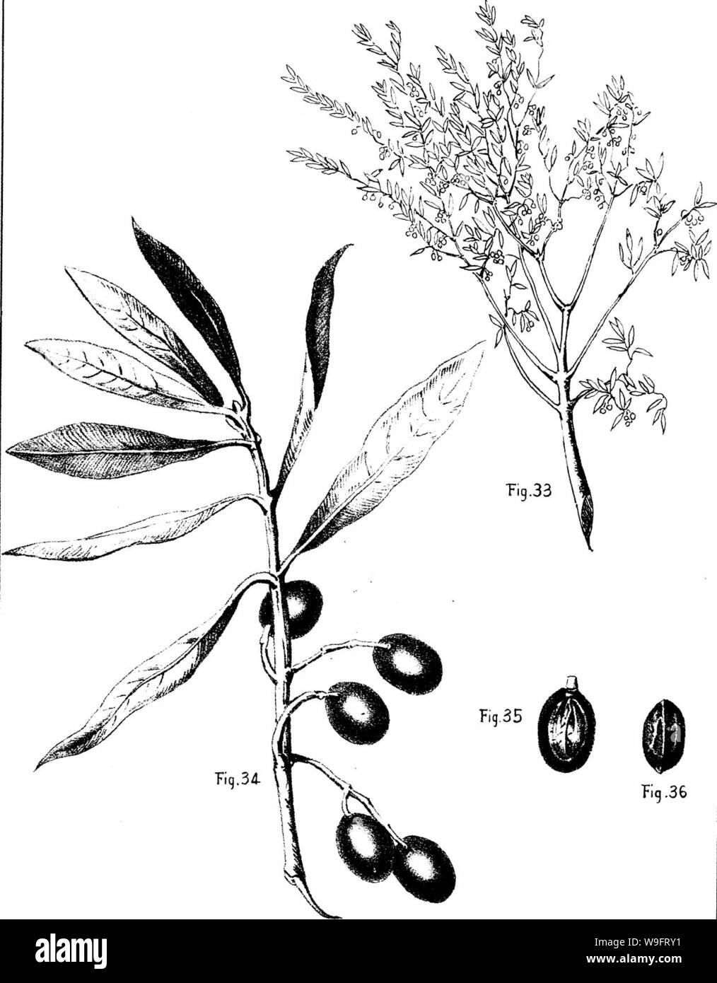 Archive image from page 66 of The olive its culture Stock Photo