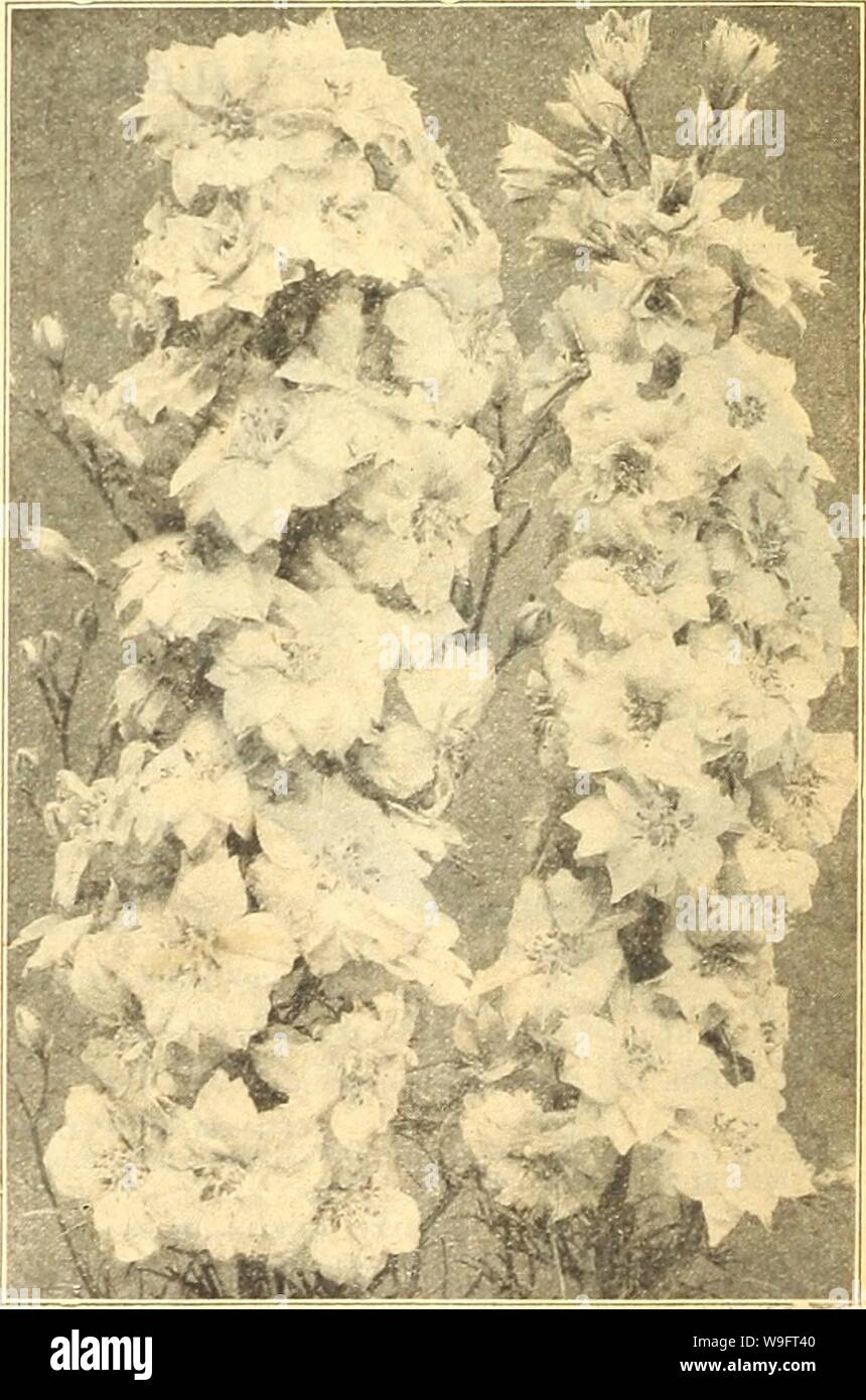 Archive image from page 67 of Currie's farm and garden annual. Currie's farm and garden annual : spring 1921 46th year  curriesfarmgarde19curr 4 Year: 1921 ( 10 10 10    Annual Larkspur. Stock Photo