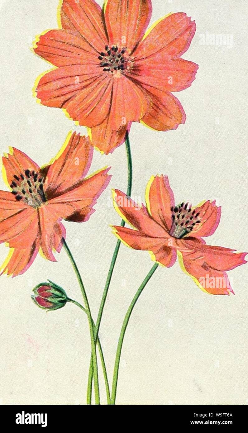 Archive image from page 67 of Currie's garden annual  spring. Currie's garden annual : spring 1936 61st year  curriesgardenann19curr 2 Year: 1936 ( Cosmos Orange Flare Nasturtium Double Sweet Scented Orange Gleam Orange Gleam is the finest Gleam Nasturtium. The flowers are very large, uniformly double and profusely free flowering, while the color is entirely new in the Nasturtium family—a deep glowing golden orange, with a deeper shading at the center. The plants are semi-dwarf, bearing the flowers well above the light green foliage on long, wiry stems. The sweet scent character- istic of all Stock Photo