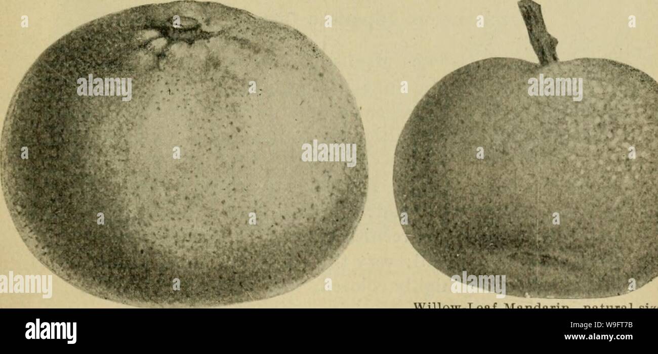 Archive image from page 68 of Culture of the citrus in. Culture of the citrus in California  cultureofcitrusi00lelo Year: 1902 ( Tangierlne—Dancy—natural size Mandarin—King—natural size.  Mandarin—ICinneloa—natural .size.    Stevens—natural size. Willow-Leaf Mandarin—natural size. VARIETIES OF THE 'CITRUS AURANTIUM NOBILIS.' 5c 65 Stock Photo