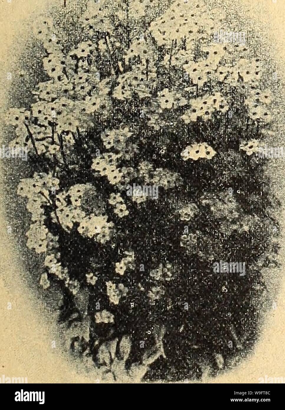 Archive image from page 68 of Currie's farm & garden annual. Currie's farm & garden annual : spring 1922 47th year  curriesfarmgarde19curr 5 Year: 1922 ( Soak Seeds of Japanese Morning Glory and Moon- Flowers, for 12 hours in ivarm Â«ater, or scrape off the outer shell at one of the ends before so-wing, to aid germination. Japanese Morning Glory. IMPERIAL JAPANESE MORNING GLORIES. These Japenese Morning Glories are indeed a revelation in the size and beauty of their flowers. Sow early in good, rich soil in a sunny spot In the garden, and water during dry, hot weather. . ,  Pkt. Choice Mixed Co Stock Photo