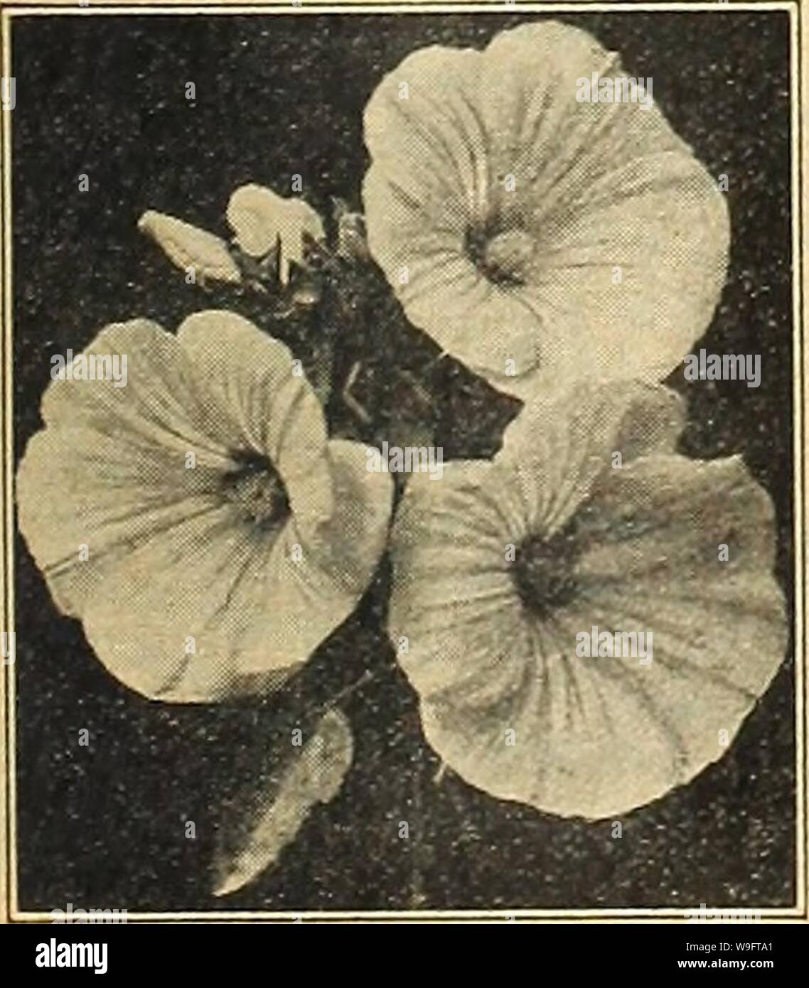 Archive image from page 68 of Currie's farm and garden annual. Currie's farm and garden annual : spring 1921 46th year  curriesfarmgarde19curr 4 Year: 1921 ( Maurandia.    5 10 Lavatera Splendens. MIGNONETTE—Continued. Pkt Machet—A variety of dwarf, vigorous growth, with dark green foliage and deliciously fragrant red flowers; very fine and distinct. Per oz. $1.00; V± oz. 30c Machet Extra Select—Seed saved from pot grown plants. Very fine for growing under glass. Oz. $1.40;  oz. 40c Miles Hybrid Spiral—Is a strong grower and a most abundant bloomer, pro- ducing flower spikes from 8 to 14 inche Stock Photo