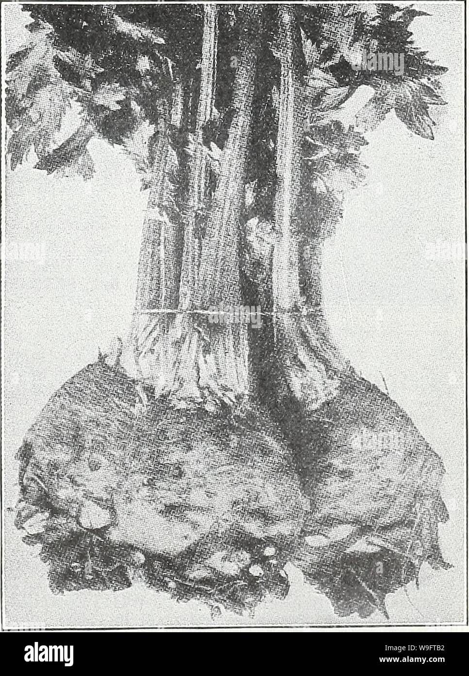 Archive image from page 68 of Currie's garden annual  spring. Currie's garden annual : spring 1934 59th year  curriesgardenann19curr 0 Year: 1934 ( XL Celery (Golden Phenomenal) WHITE PLUME EXTRA SELECTED —A favorite early self- blanching variety. It requires very little earthing up. Stalks crisp and sweet. Pkt., 10c; 1 oz., 35c;  lb., $1.00; 1 lb., $3.00. WINTER QUEEN A compact variety with large, broad, creamy white stalks, crisp and tender. Pkt., 10c; 1 oz., 30c; y4 lb., 90c; 1 lb., $2.50. SOUP, OR FLAVORING CELERY Not for planting purposes, but seed is used for flavoring. 1 oz., 10c; V4 lb Stock Photo
