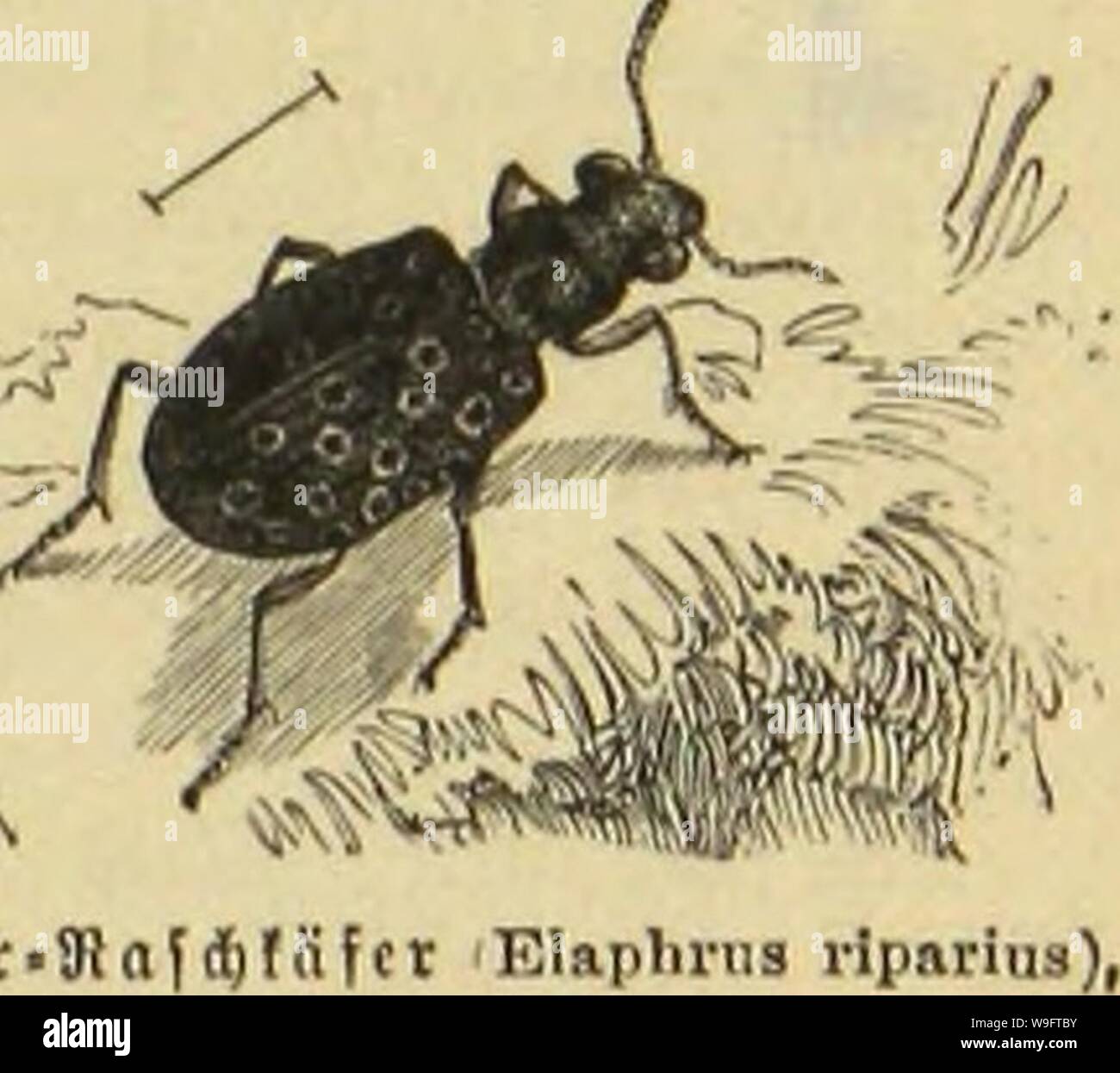 Archive image from page 68 of Die Insekten, Tausendfüssler und Spinnen. Die Insekten, Tausendfüssler und Spinnen  CUbiodiversity1123035 Year: 1877 ( Ufet=tftafdjl&fer. 33 bod) tterteitjt infarbigfeit in fdjroar3, ßrün, fubferrotl), broii3ebraun bcn meiften ftamilicnglicbern ein ungemein eintöniges 2(nfel)eu. S)aS (Sonnenlicht fliegen bie ßauffäfer biel meljr, als bajj fie eS auffliegen, beSljalb Ratten fie fid) bei Soge am liebften unter Steinen, (Srbfdjolten, in faulem •giote ic. berborgen imb fiub nädjtlidje fiäfev, tbeldje bom Sftcifclje aubercr 2l)iere leben. SDic ßarb en feunt man leibe Stock Photo