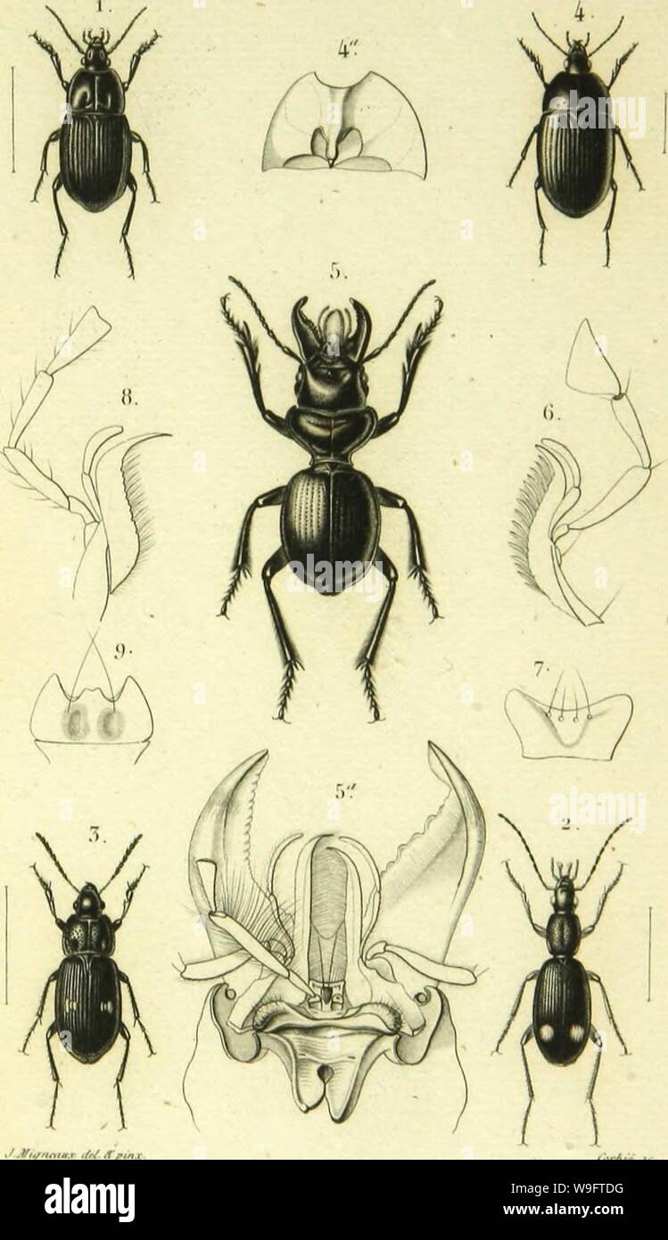 Archive image from page 68 of Histoire naturelle des insectes . Histoire naturelle des insectes : genera des coleopteres, ou expose methodique et critique de tous les genres proposes jusqu'ici dans cet ordre d'insects  CUbiodiversity1128056-9876 Year: 1854 ( 1. DiTcyliis Â«ii.i.n.ii.. '/.â/;â ,/,'. r&gt;. Hliizolrjulicli 5. Diorll-S l.i-lim.iinÃ¹. .Vfiirir. t,'rHr ... Stock Photo