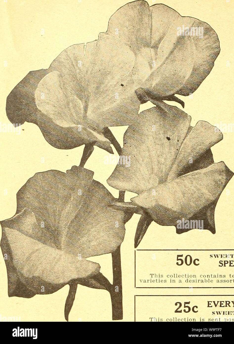 Archive image from page 69 of Currie's farm and garden annual. Currie's farm and garden annual : spring 1924 49th year  curriesfarmgarde19curr 7 Year: 1924 ( 66 CURRIE BROTHERS COMPANY, MILWAUKEE, WIS.    SWEET PEAS BEAUTIFUL, FRAGRANT, FASHIOXABLE. 'The truly wonderful development of the Spencer class of Sweet Peas since the creation or discovery of 'Countess Spencer' a few years ago, is one of the marvels of the whole history of floriculture. There are now literally hundreds of distinct and partially distinct varieties, and these have displaced all but a dozen or so of the best of the old-ty Stock Photo
