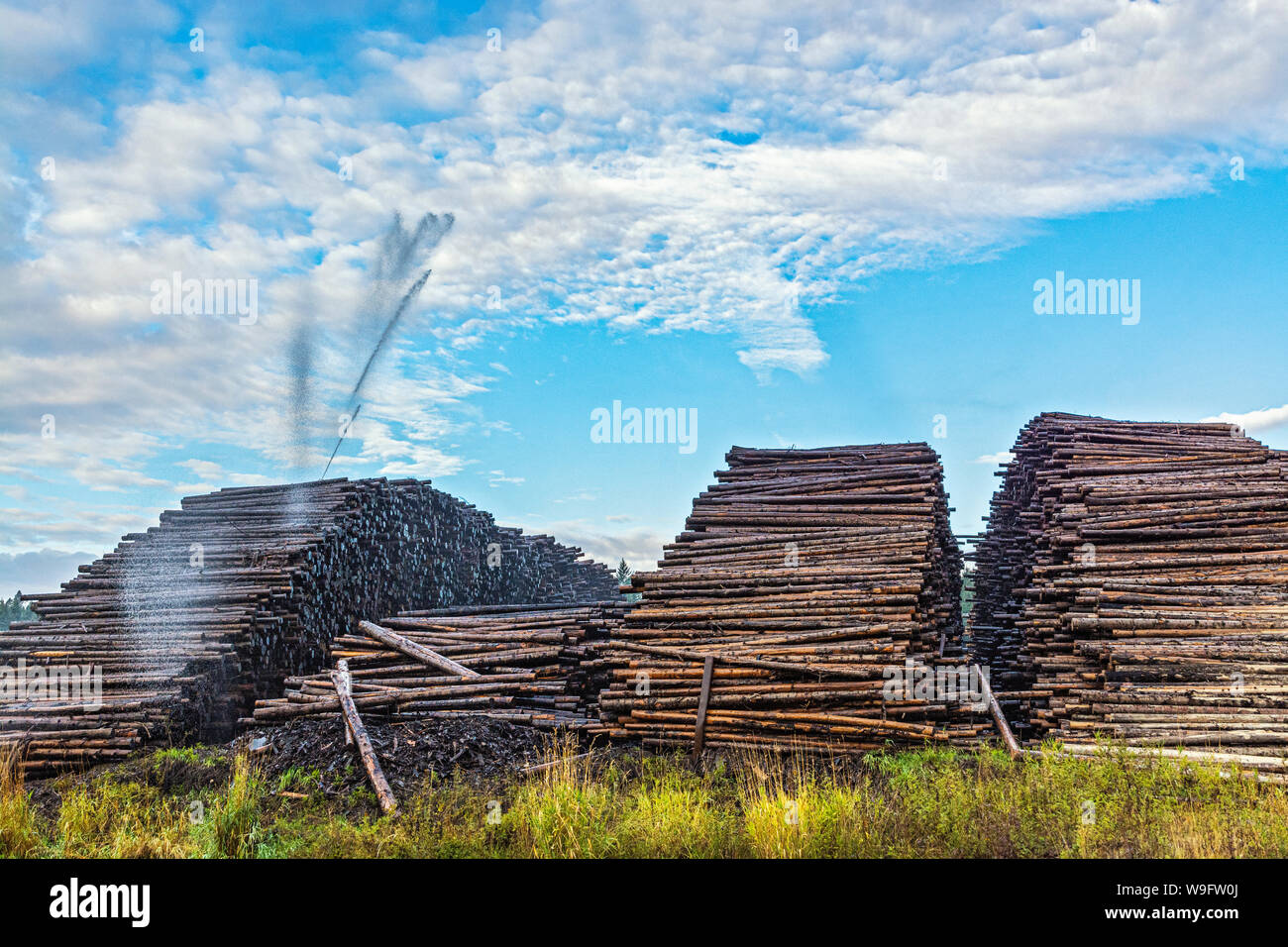 Stimson Lumber Mill, Plummer, Idaho, sprinklers wetting logs prior to milling Stock Photo