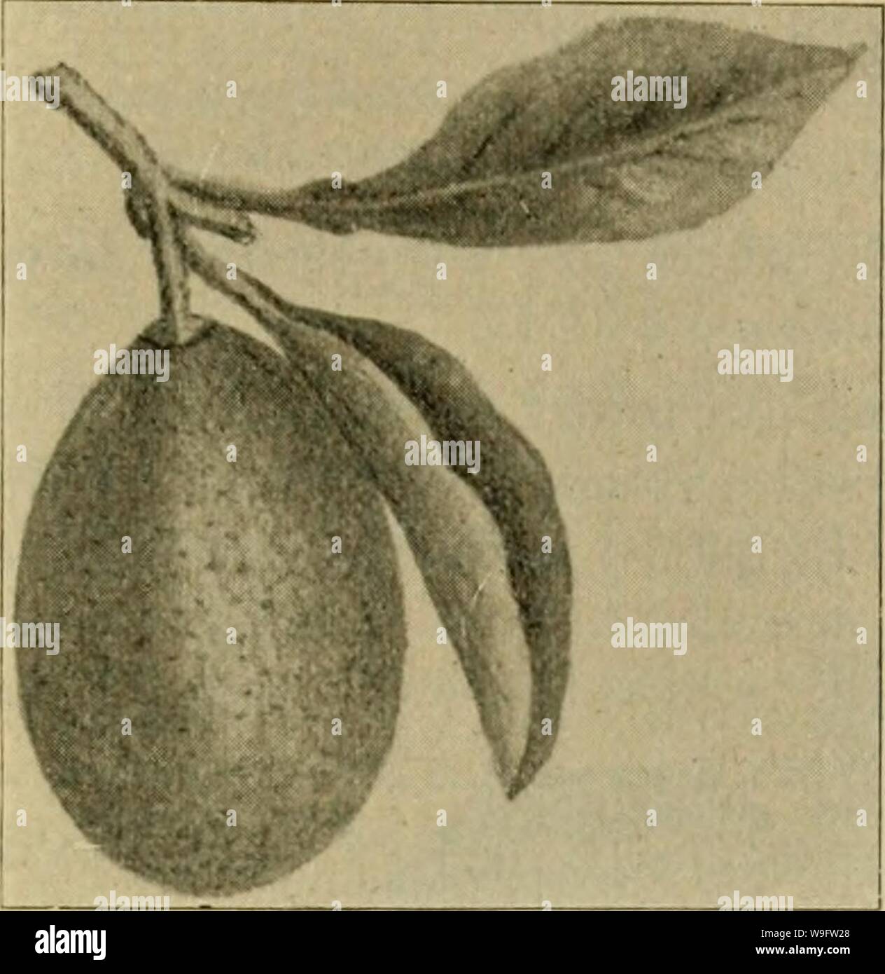 Archive image from page 72 of Culture of the citrus in. Culture of the citrus in California  cultureofcitrusi00lelo Year: 1902 ( THE ORANGE IN CALIFORNIA—VARIETIES. 69    Olive-Shaped Kumquat—natural size. Kumquat Type. Citrus aurantium, var. Japon- ica, Thunberg. Olive-Shaped.—Fruit very small,olive-shaped,rind thick, yellow, smooth, sweet-scented, very little pulp, contains many seeds. Tree dwarf (a bush), four to six feet; a very prolific bearer. The fruit is edible whole; the rind has a pleas- ant aroma. Valuable for pre- serves and marmalades. Stock Photo