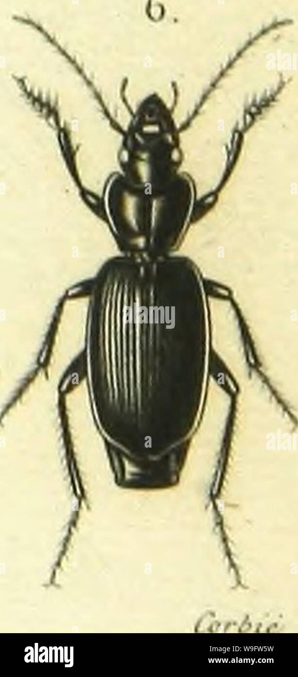 Archive image from page 72 of Histoire naturelle des insectes . Histoire naturelle des insectes : genera des coleopteres, ou expose methodique et critique de tous les genres proposes jusqu'ici dans cet ordre d'insects  CUbiodiversity1128056-9876 Year: 1854 ( 1. HarvSOniUS im-lallicnÂ». /V/. 2. Anisocnomus vaJidus. c/uu,. '&gt;â Iteleracanlha dom-e.,Â». /j,.â/v.    4. Mioi-oolu-ila p.o..Â»./?,-,-//,, 5. Mai-syaÂ» wnous. /'Â«Â» 6. DitTOchiJc aiichoincno.de.. &: Stock Photo