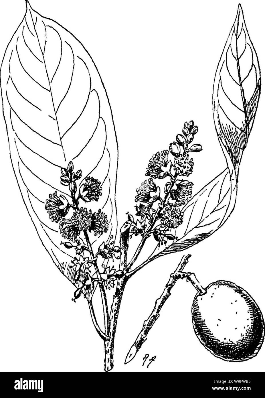Archive image from page 73 of Indian trees an account Stock Photo