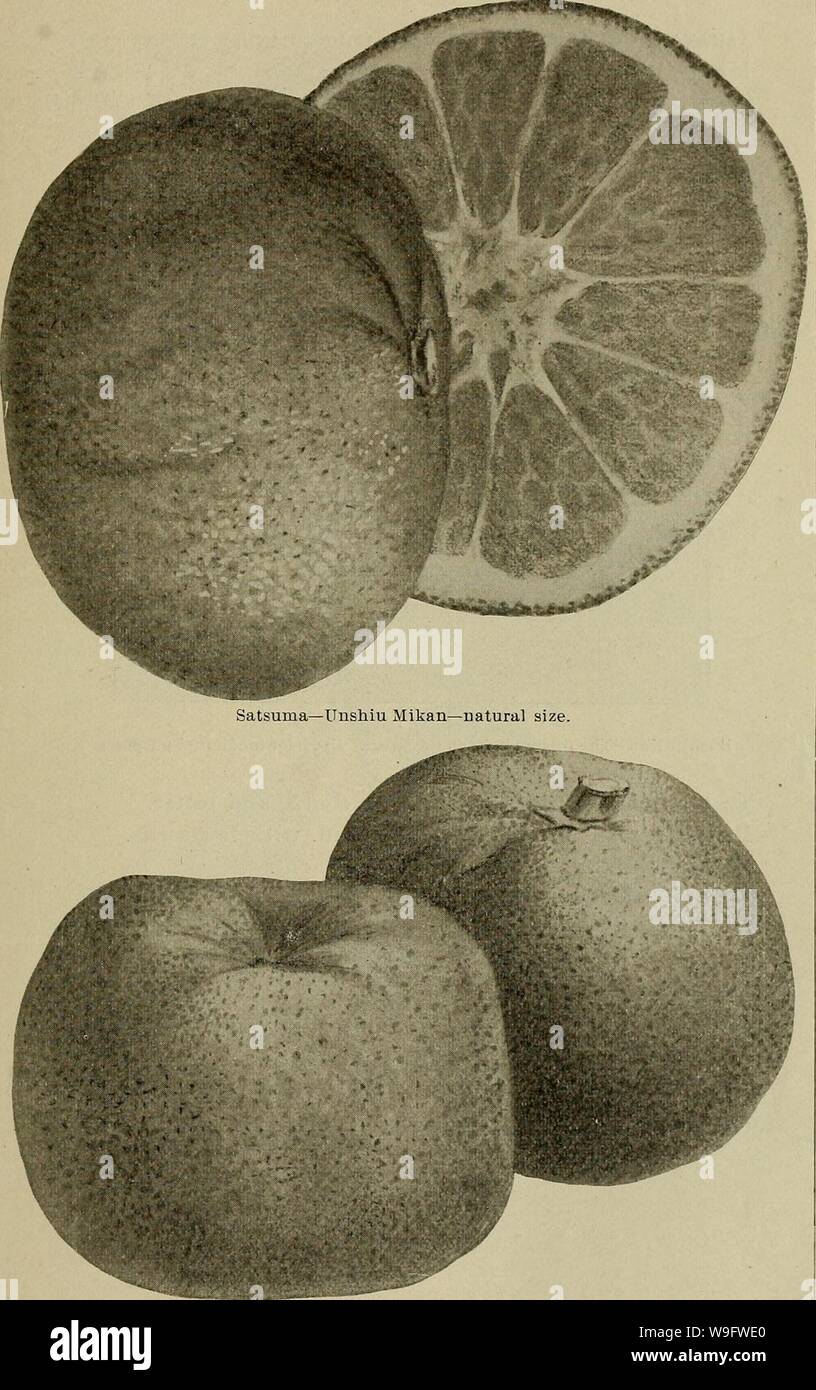 Archive image from page 74 of Culture of the citrus in. Culture of the citrus in California  cultureofcitrusi00cali Year: 1900 ( CALIFORNIA CITRUS CULTURE. PLATE V.    Broad-Leaf Mandarin—natural size. VARIETIES OF THE 'CITRUS AURANTIUM NOBILIS.' Stock Photo