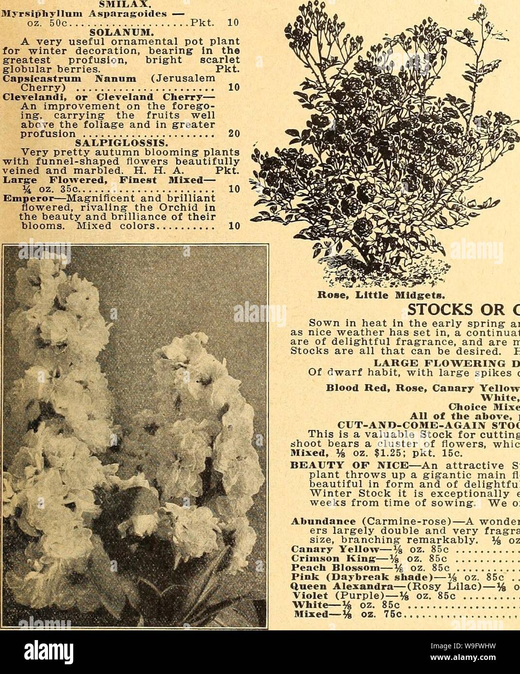 Archive image from page 74 of Currie's farm and garden annual. Currie's farm and garden annual : spring 1927 52nd year  curriesfarmgarde19curr 10 Year: 1927 ( 10 SMILAX. BIyrsiphyllum Asparagoides — oz. 50c Pkt. 10 SOIiANUM. A very useful ornamental pot plant for winter decoration, bearing in the greatest profusion, bright scarlet globular berries. Pkt. Capsicastrum Nanum (Jerusalem Cherry) 10 Clevelandi, or Cleveland Cherry— An improvement on the forego- ing, carrying the fruits well above the foliage and in greater profusion 20 SALPIGLOSSIS. Very pretty autumn blooming plants with funnel-sha Stock Photo