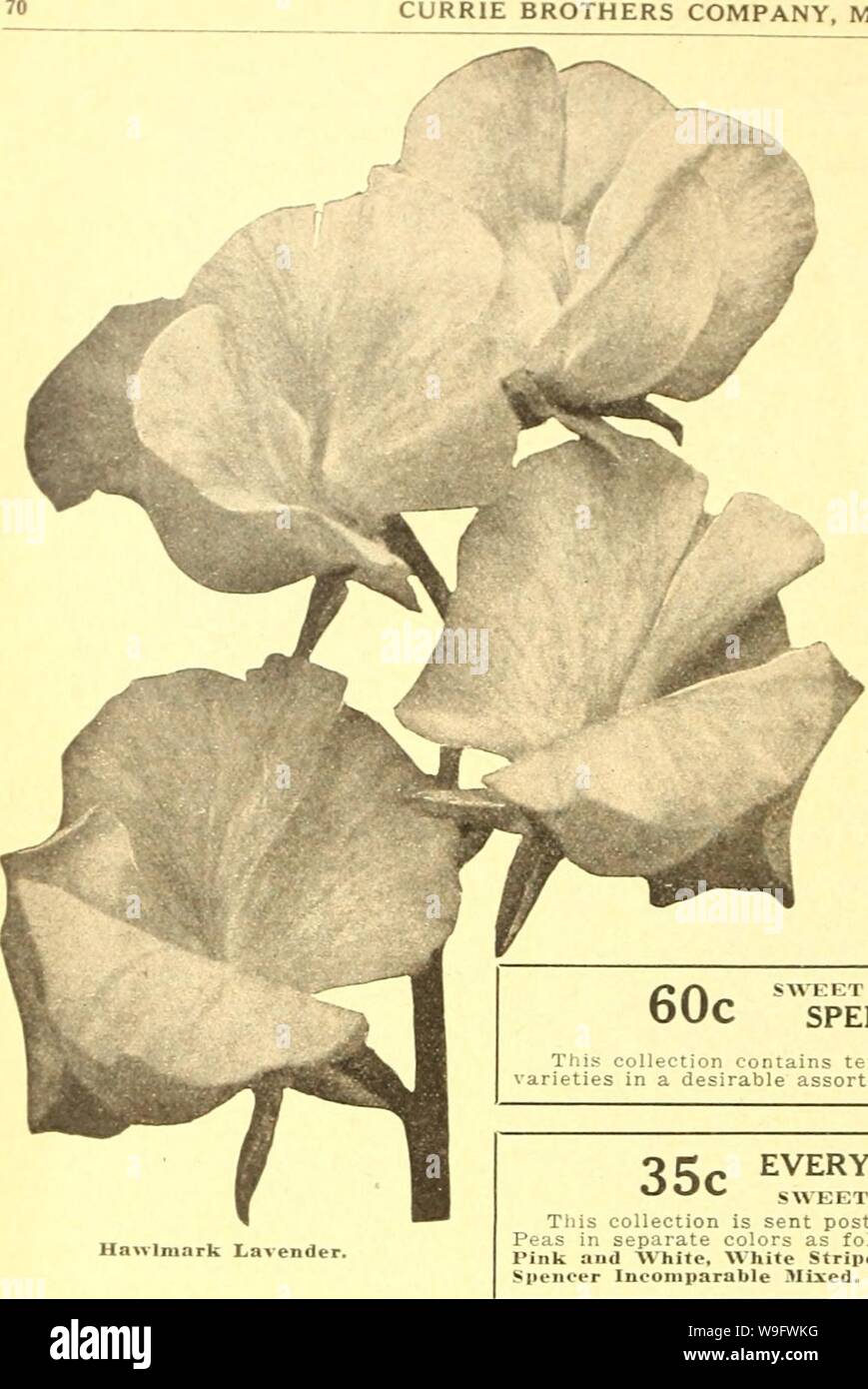 Archive image from page 75 of Currie's farm and garden annual. Currie's farm and garden annual : spring 1926  curriesfarmgarde19curr 9 Year: 1926 ( CURRIE BROTHERS COMPANY, MILWAUKEE, WIS.    SWEET PEAS BEAUTIPIL. FRAGRANT, FASHIONABLE. The truly wonderful development of the Spencer class of Sweet Peas since the creation or discovery of 'Countess Spencer' a few j-ears ago, is one of the marvels of the whole history of floriculture. There are now literally hundreds of distinct and partially distinct varieties, and these have displaced all but a dozen or so of the best of the old-type sorts, the Stock Photo