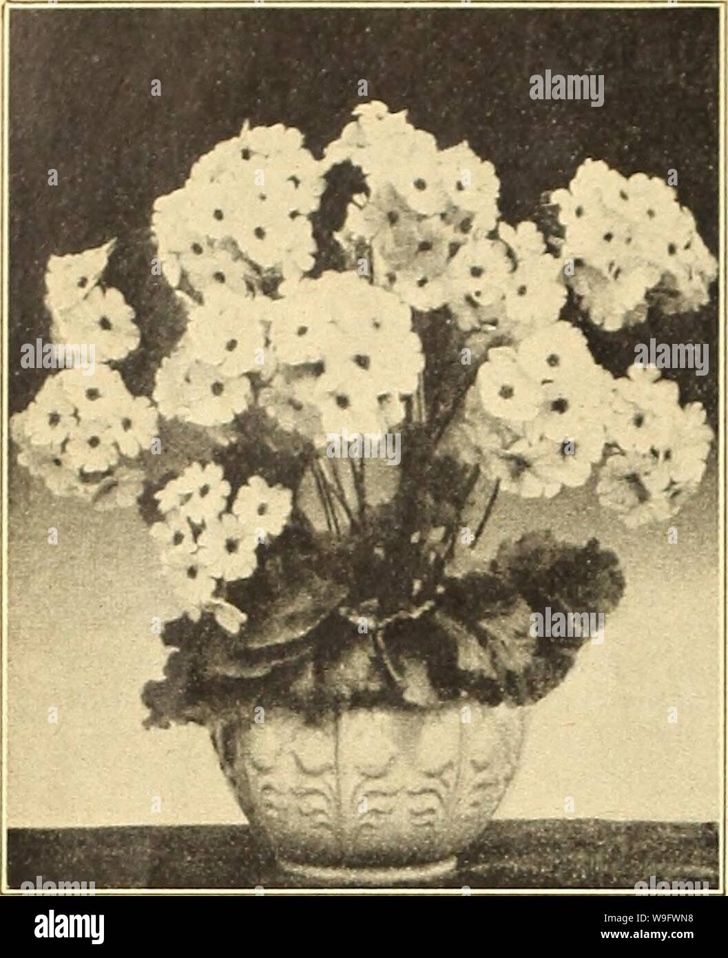 Archive image from page 75 of Currie's farm and garden annual. Currie's farm and garden annual : spring 1919 44th year  curriesfarmgarde19curr 2 Year: 1919 ( 70 CURRIE BROTHERS COMPANY, MILWAUKEE, WIS.    Primula Obconica Gigantea. CURRIE'S SUPERB PRIMULAS The Strains AVe Offer of Primrowes Have a AVldespread Reputation, and Deservedly so, Beinj Insurpussed In Size and Brilliancy. The Seed is grown and selected for us from the finest prize varieties by one of the largest European growers, and the many testimonials we receive every year from florists and amateurs throughout the country is an ev Stock Photo