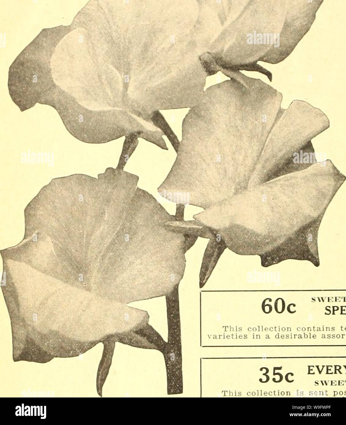 Archive image from page 75 of Currie's farm and garden annual. Currie's farm and garden annual : spring 1927 52nd year  curriesfarmgarde19curr 10 Year: 1927 ( 70 CURRIE BROTHERS COMPANY, MILWAUKEE, WIS.    SWEET PEAS BEAUTIFUL, FRAGIl.XT. FASHIONABLE. The truly wonderful development of the Spencer plass of Sweet Peas since the creation or discoverv of 'Countess Spencer' a few years ago, is one of the marvels of the whole history of floriculture. There are now literally hundreds of distinct and partially distinct varieties, and these have displaced all but a dozen or so of the best of the old- Stock Photo