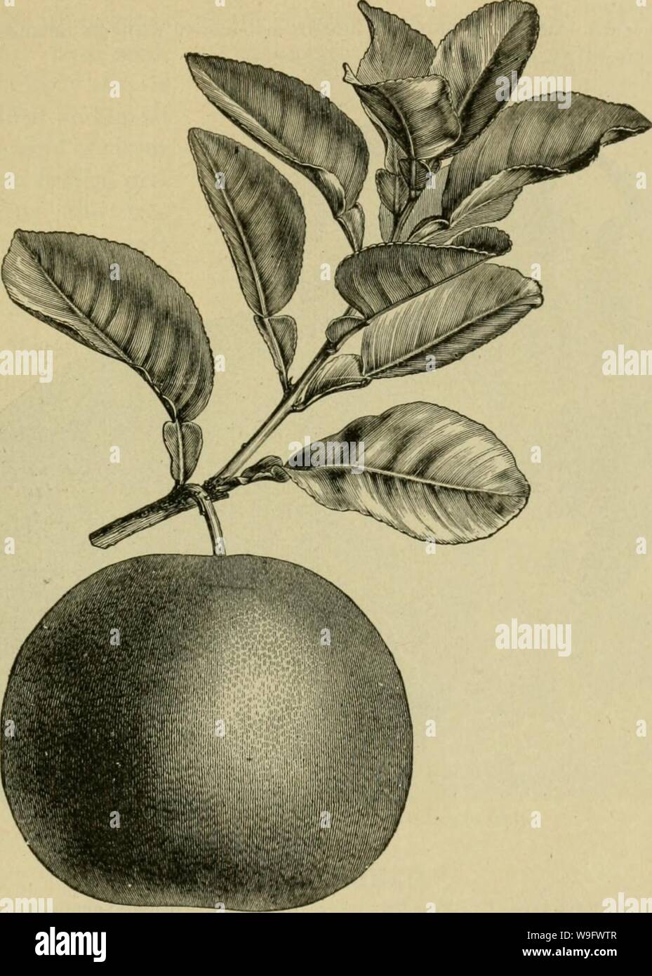 Archive image from page 76 of Culture of the citrus in. Culture of the citrus in California  cultureofcitrusi00lelo Year: 1902 ( THE ORANGE IN CALIFORNIA—VARIETIES. 73 THE SHADDOCK. Citrus aurantium, var. Decuviana, Willd. SEEDLINGS.—Hypocotyl very short, subterranean. Cotyledons subterranean, and remaining in the seeil till they decay, oblong- elliptic, obtuse, i)lano-convex, Heshy, sessile, and Ixith directed to one side.    Fruiting branch of Shaddocli (Citrus (ZecHmnna)—reduced. greenish-yellow above, yellowisli beneath, somewhat falcate, 13 mm. long and 6 mm. wide. Stem, soon becoming woo Stock Photo