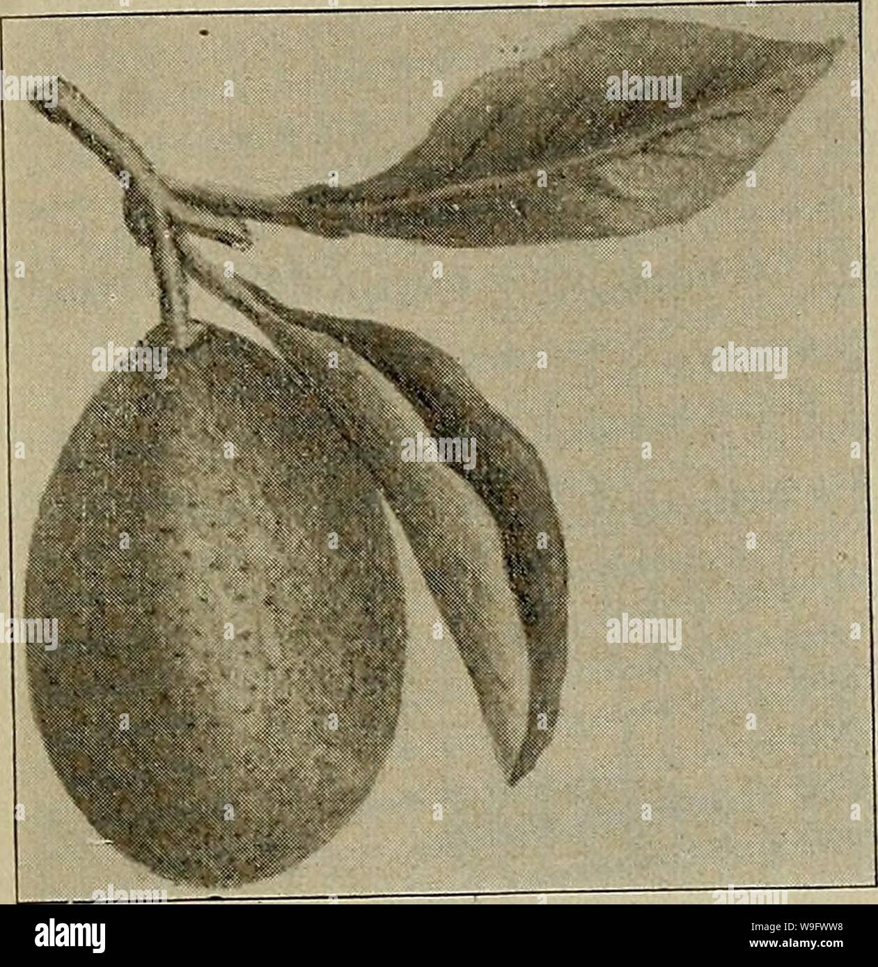 Archive image from page 76 of Culture of the citrus in. Culture of the citrus in California  cultureofcitrusi00cali Year: 1900 ( THE. ORANGE IN CALIFORNIA—VARIETIES. 69    Olive-Shaped Kumquat—natural size. Kumquat Type. Citrus aurantium, var. Japon- ica, Thunberg. Olive-Shaped.—Fruit very small,olive-shaped,rind thick, yellow, smooth, sweet scented, very little pulp, contains many seeds. Tree dwarf (a bush), four to six feet; a very prolific bearer. The fruit is edible whole; the rind has a pleas- ant aroma. Valuable for pre- serves and marmalades. Stock Photo