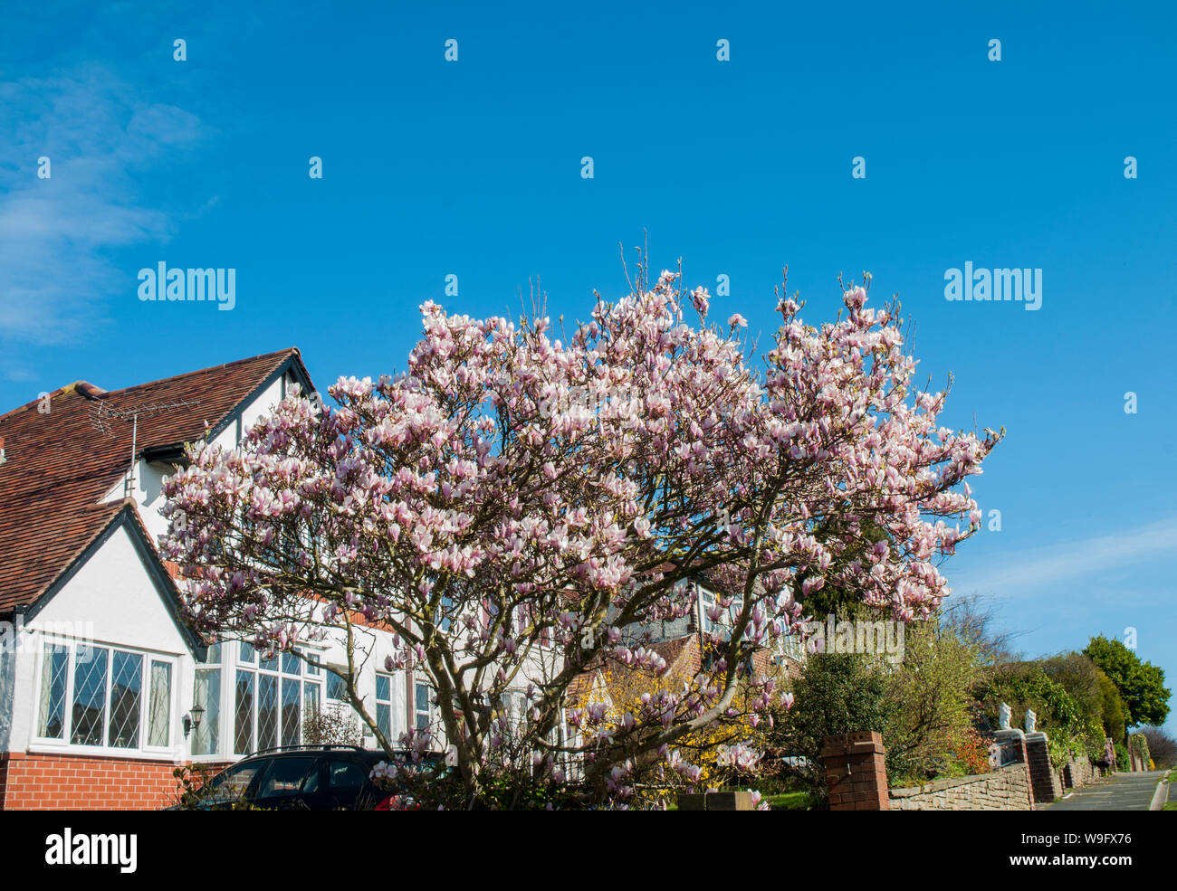 Large pink flowers magnolia tree hi-res stock photography and images ...