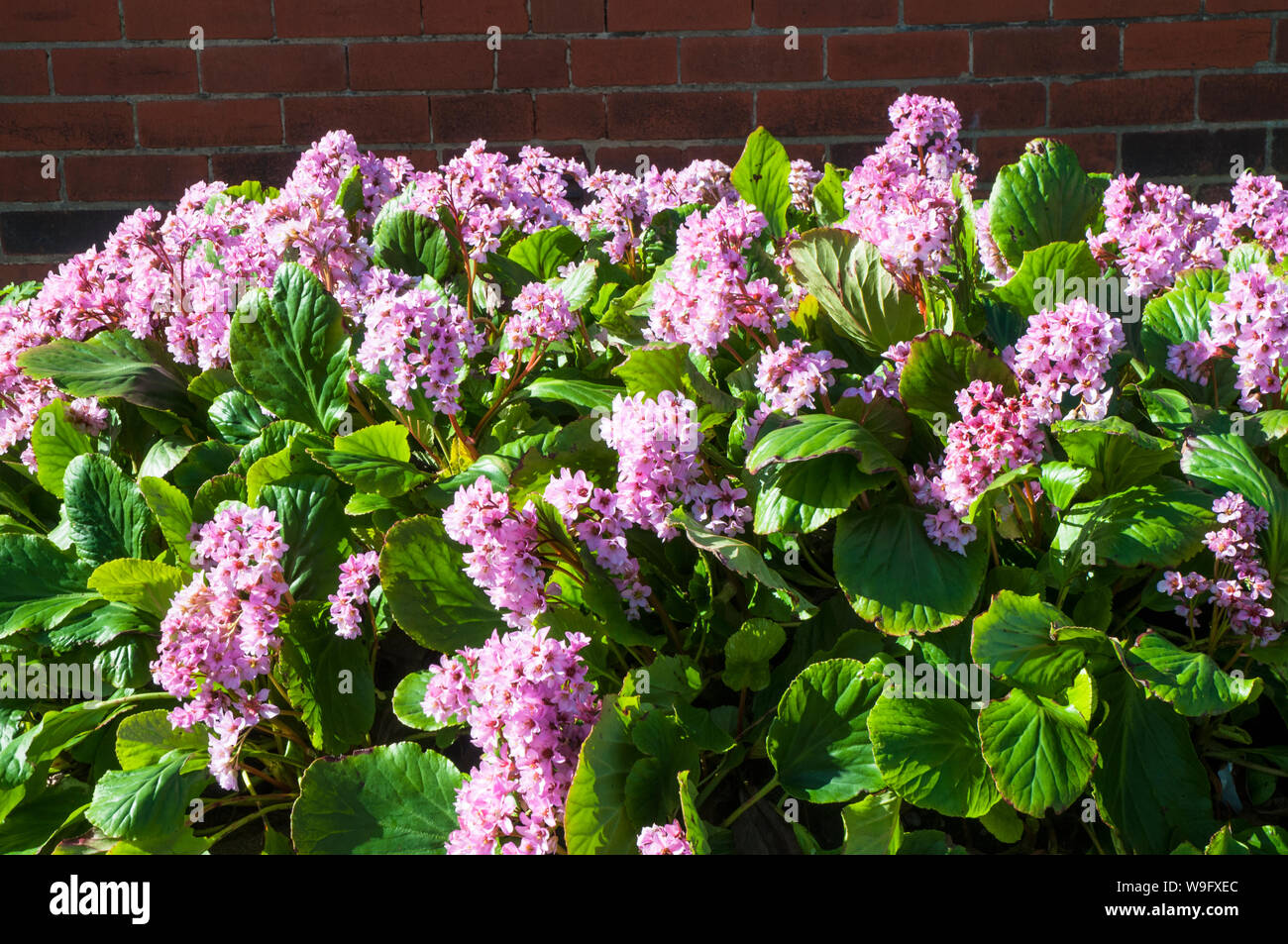 A clump of Bergenia growing in garden border  Evergreen perennial that is fully hardy Stock Photo